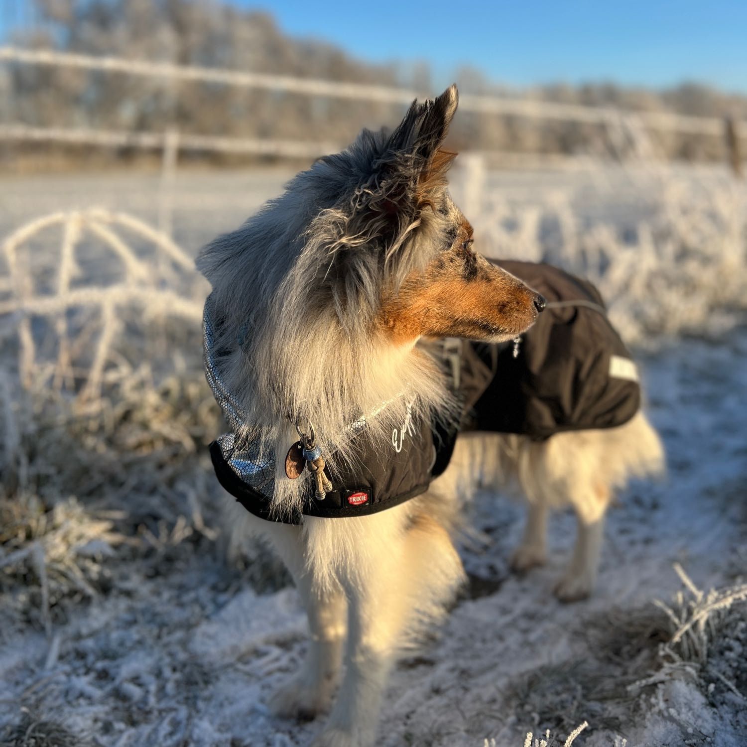 Hazel