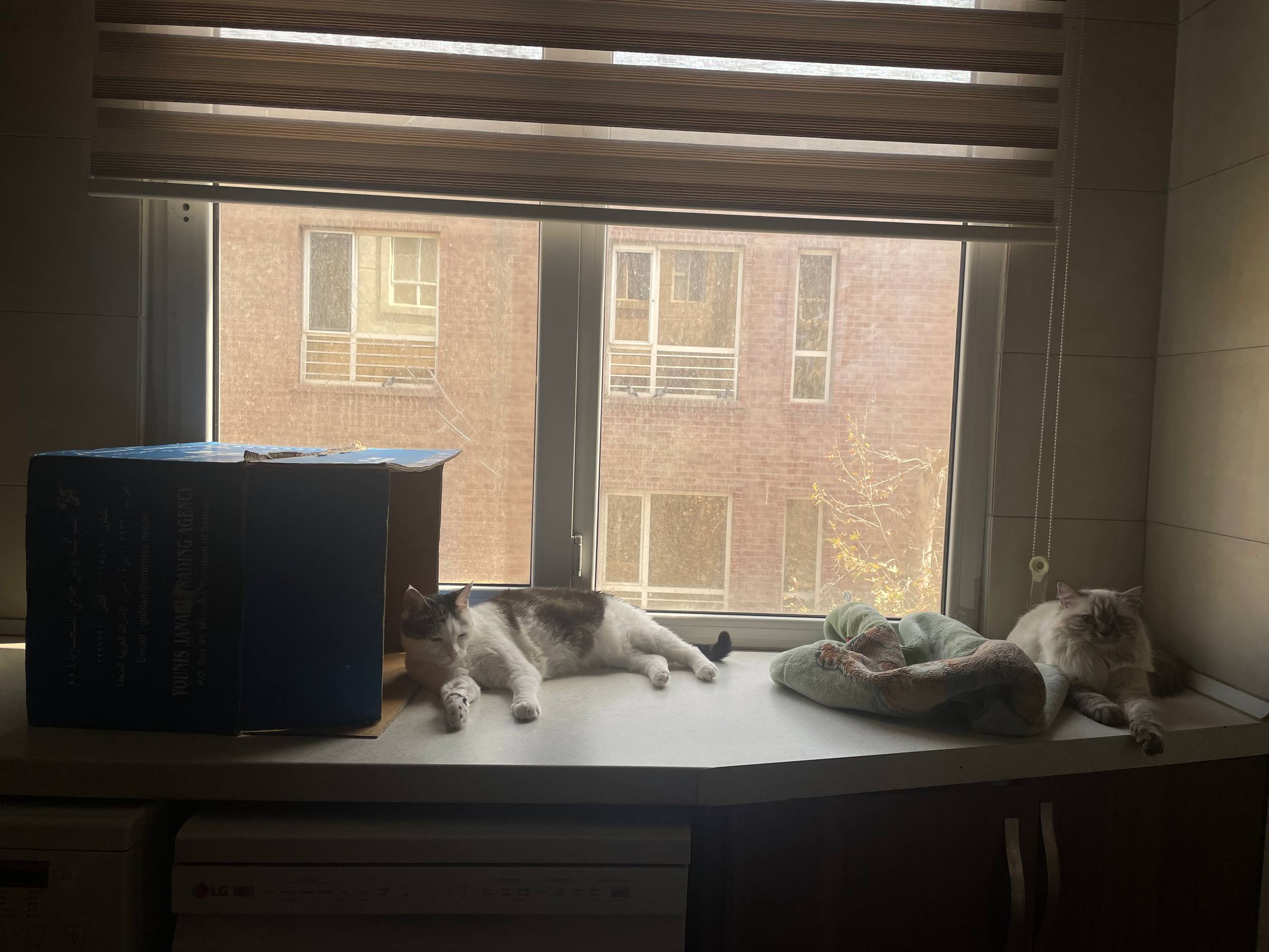 image-7