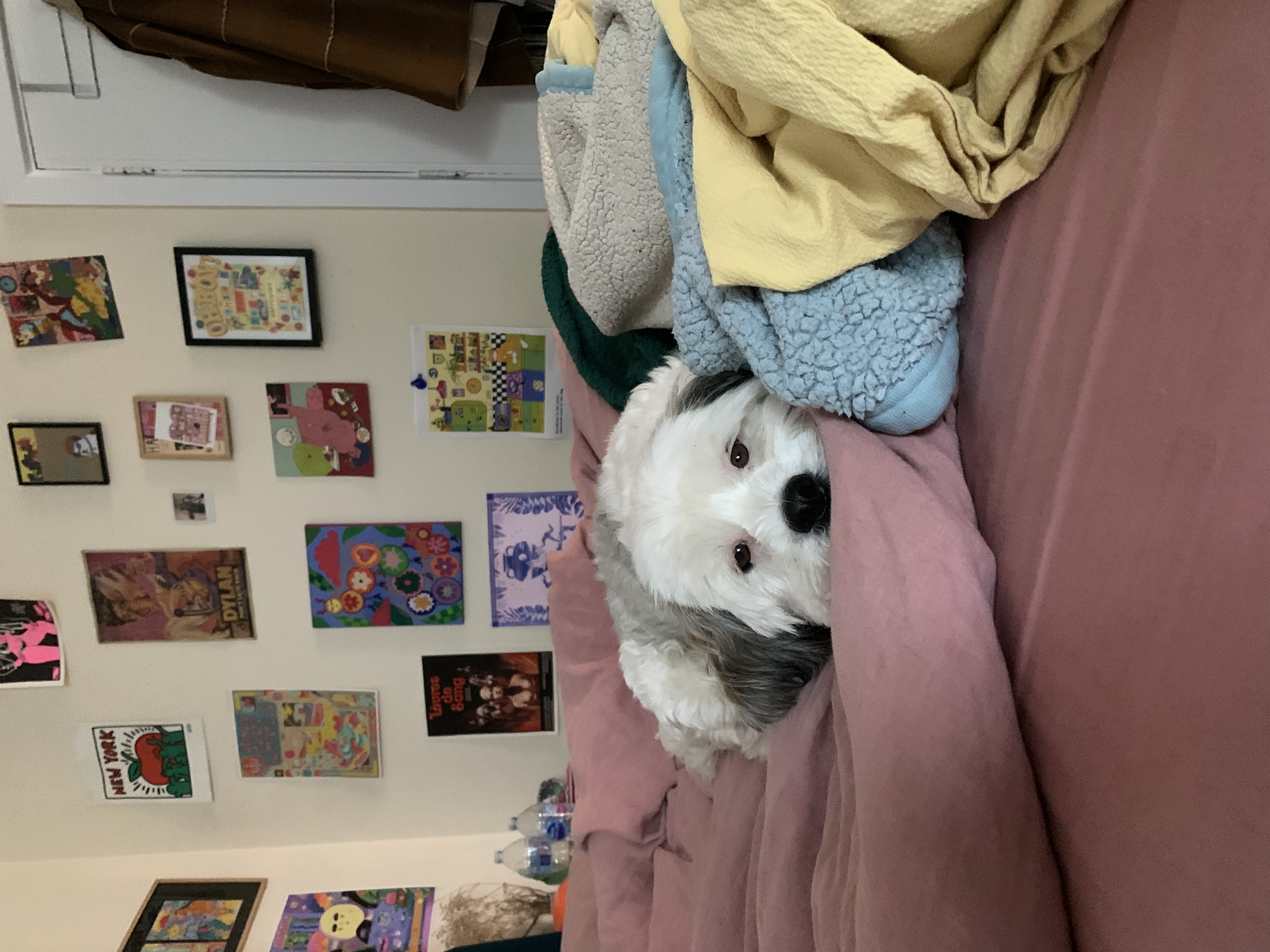 image-8