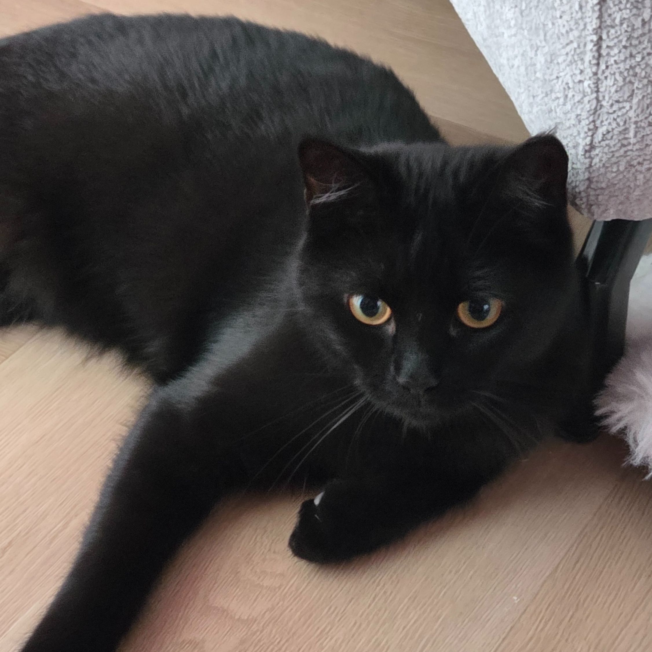 Miso 