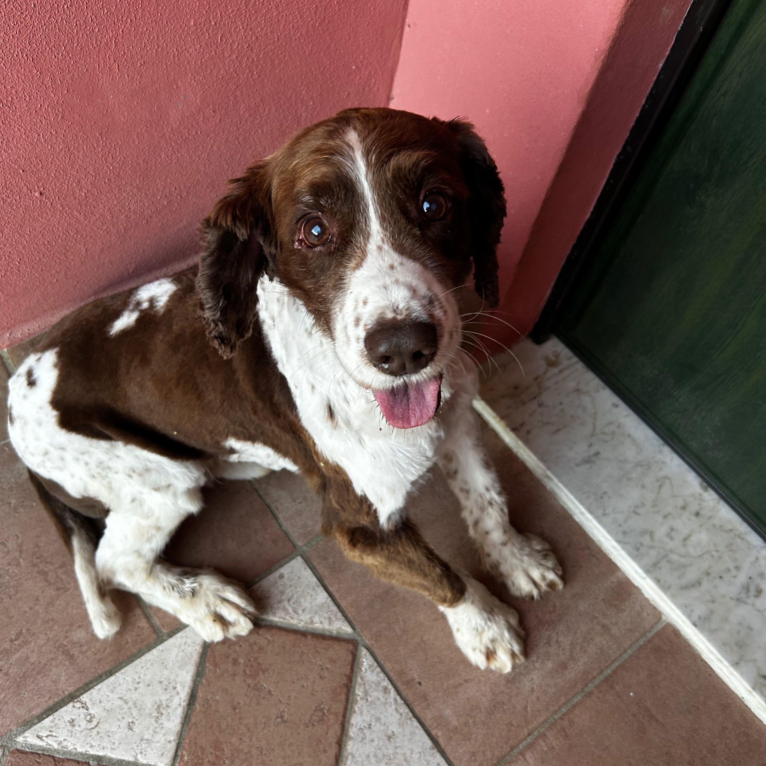 Pippo