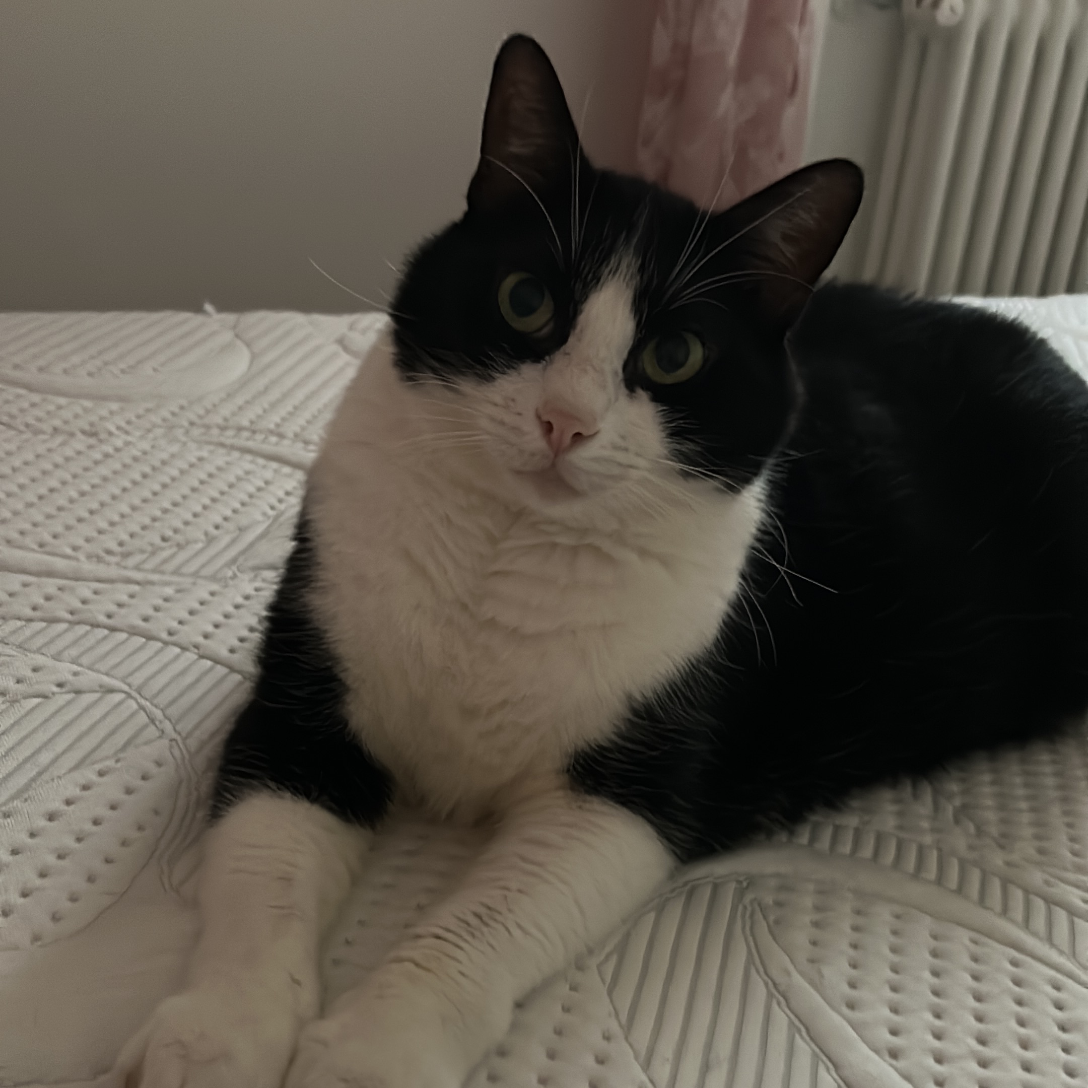 Pallino
