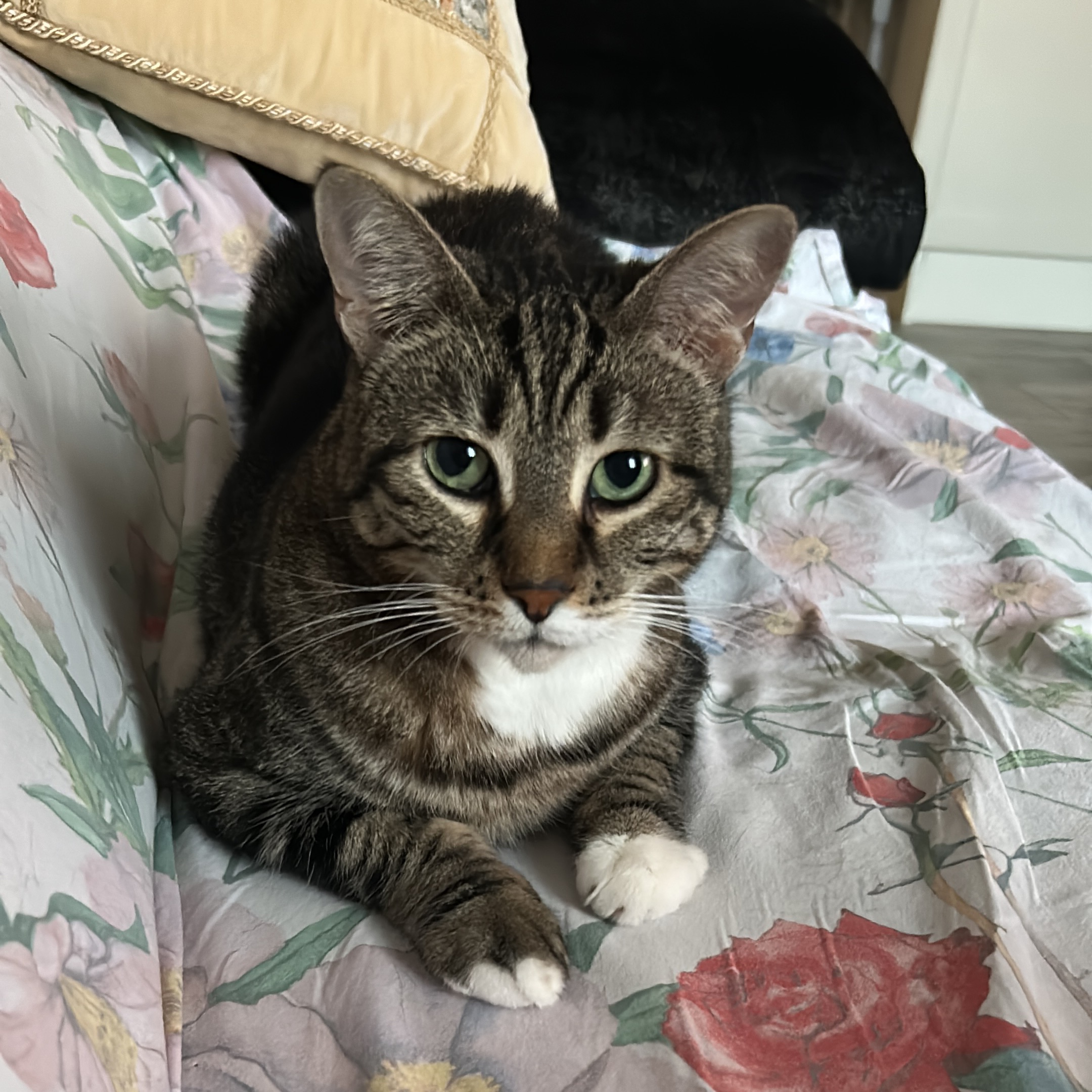 Penelope