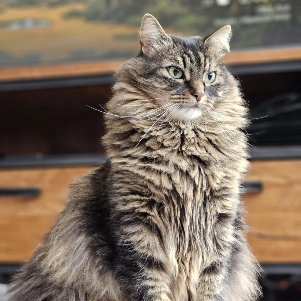 Simba