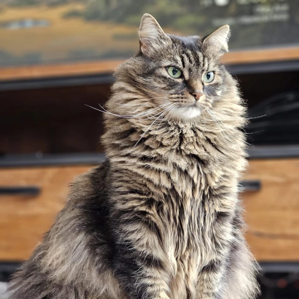 Simba