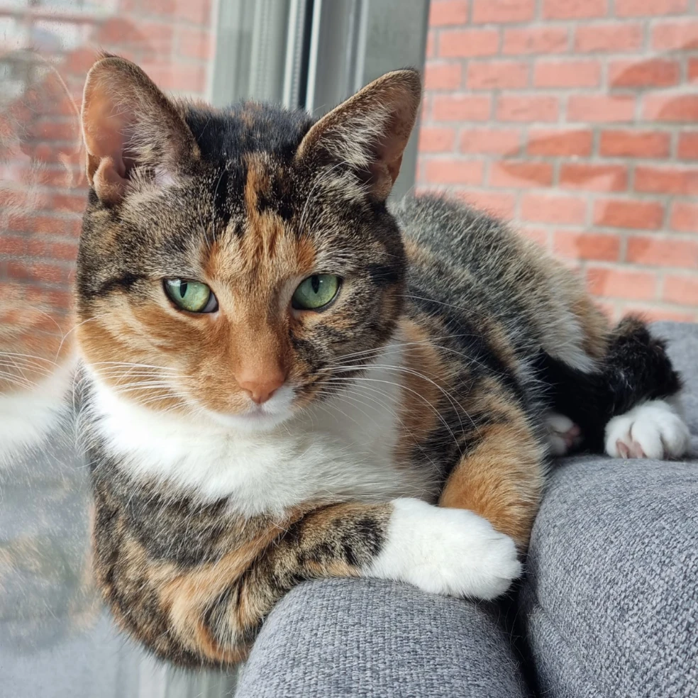 Nala
