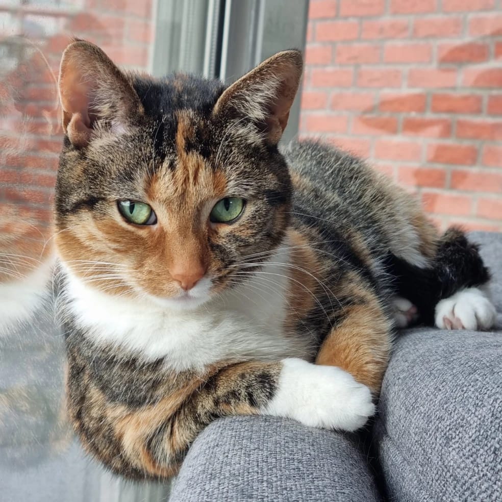Nala