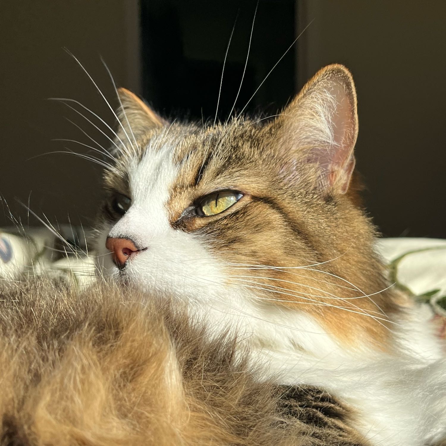 Smokie 
