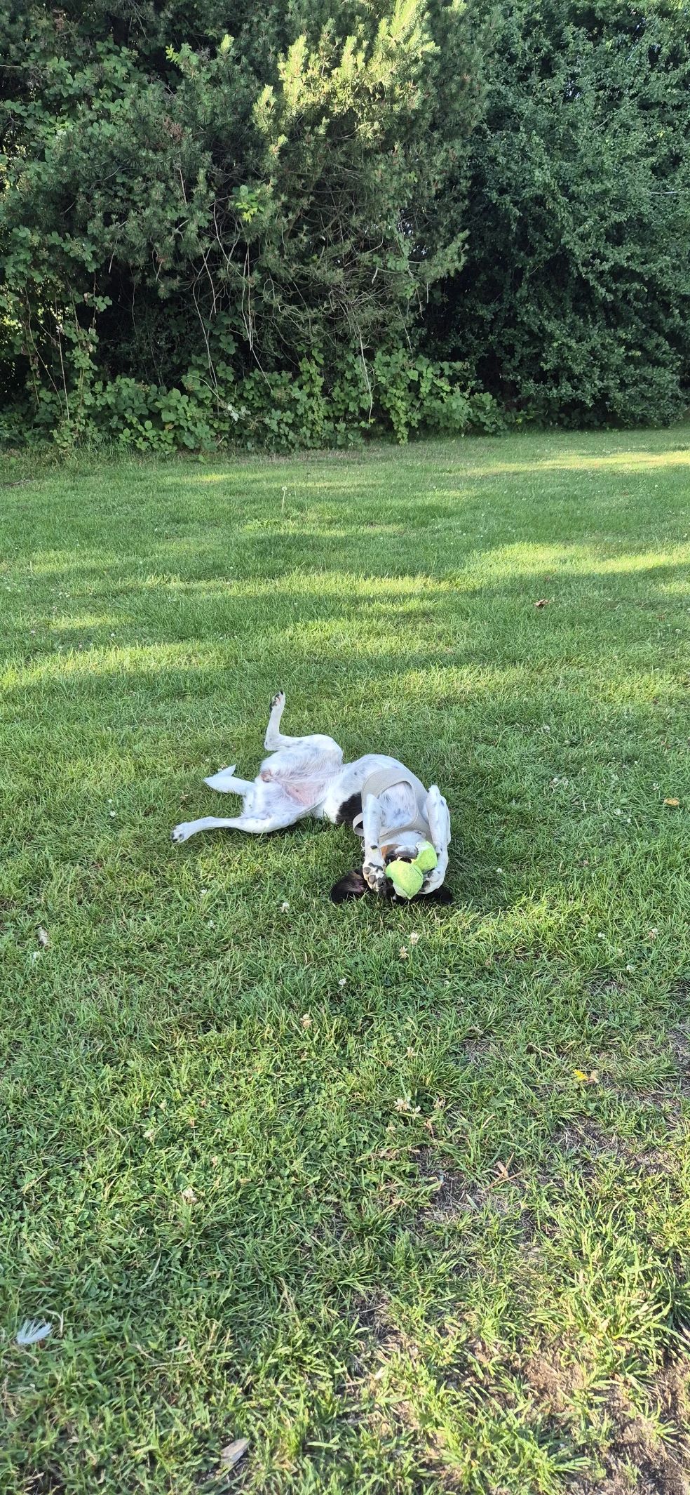 image-11