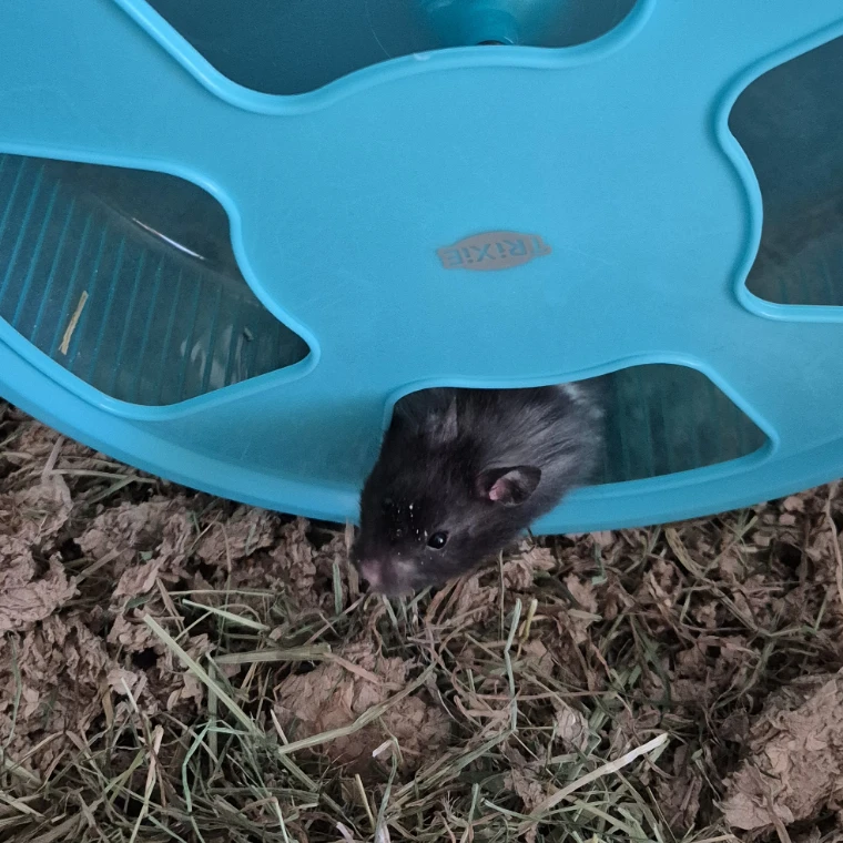 Mochi