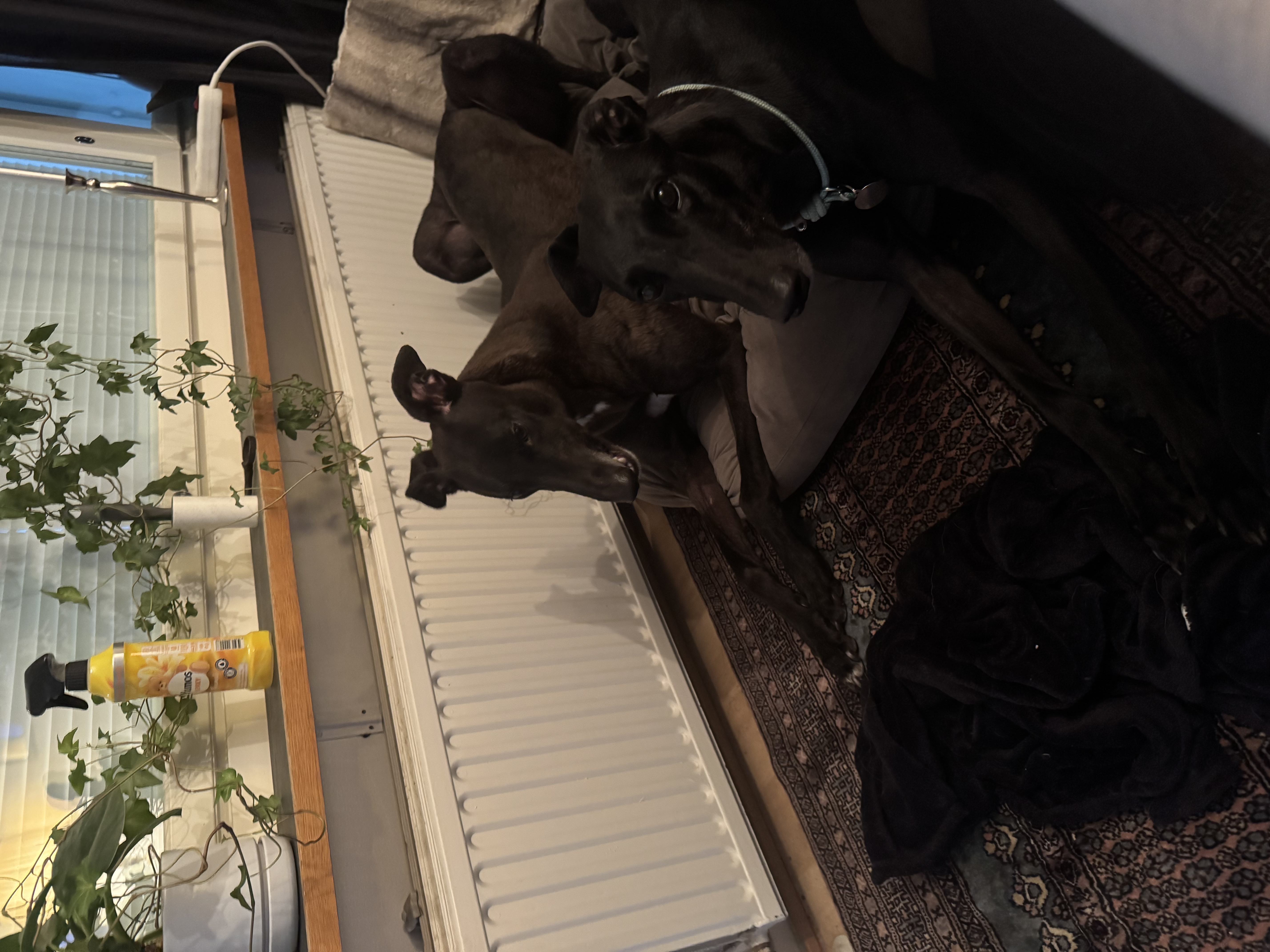 image-4