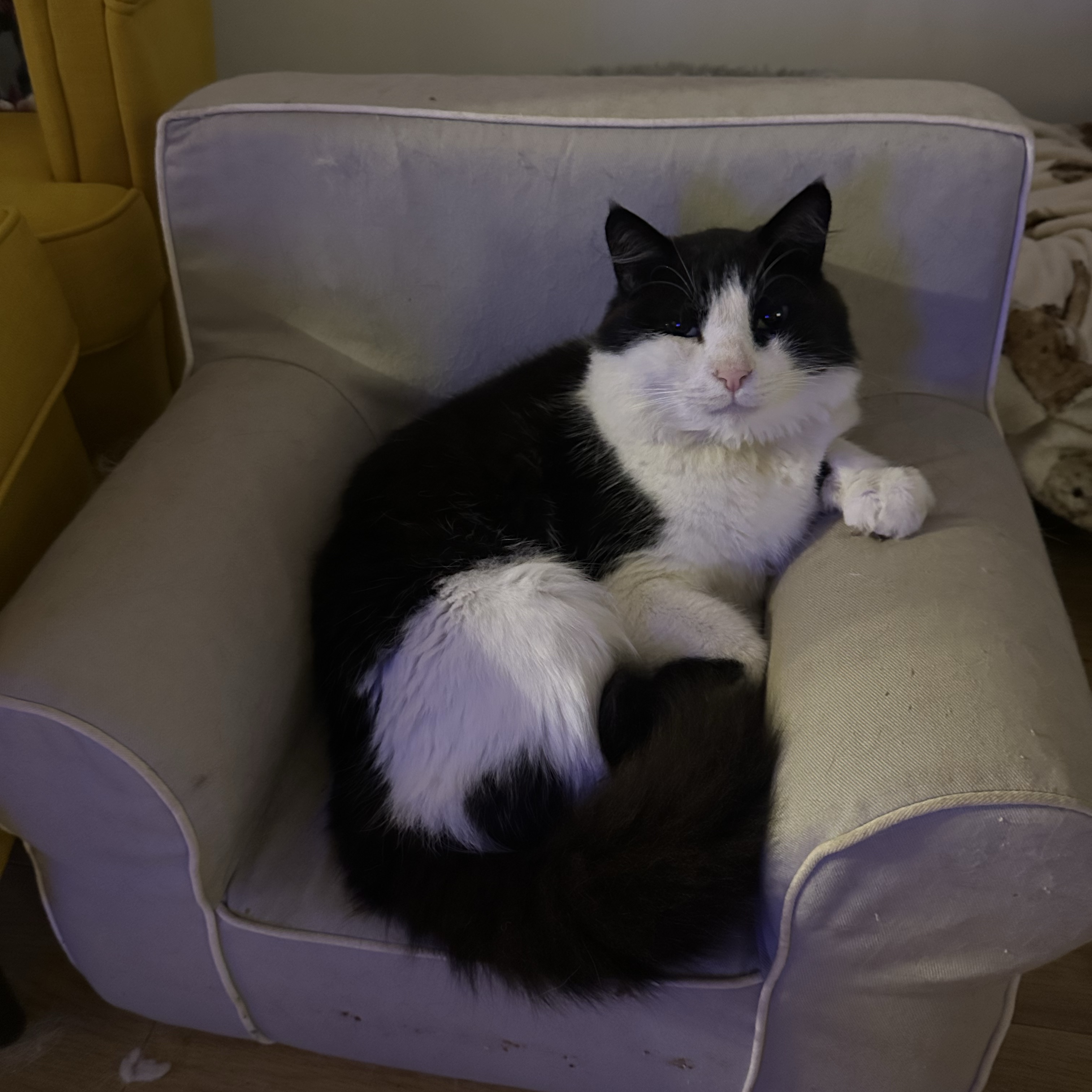 Felix