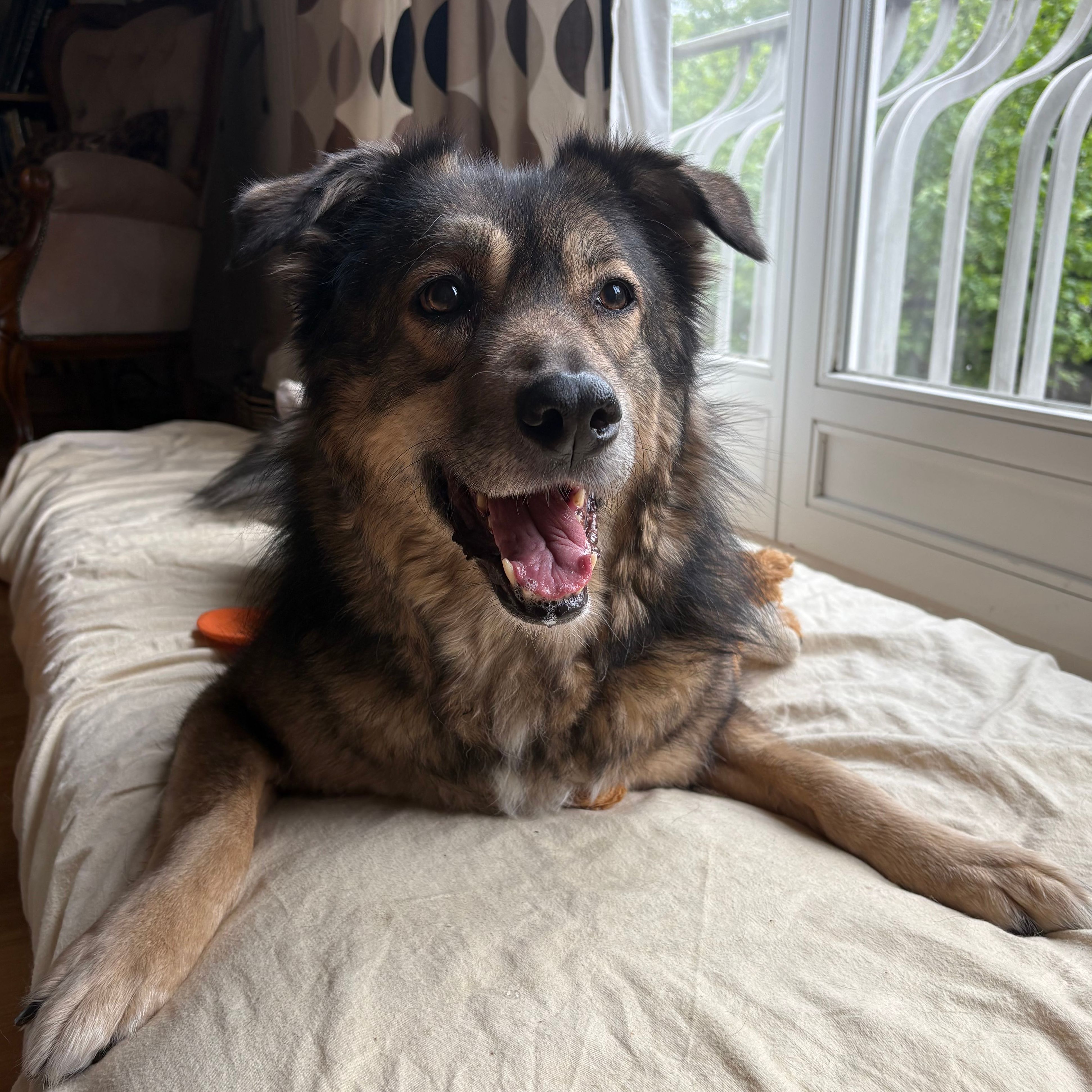 Mojo