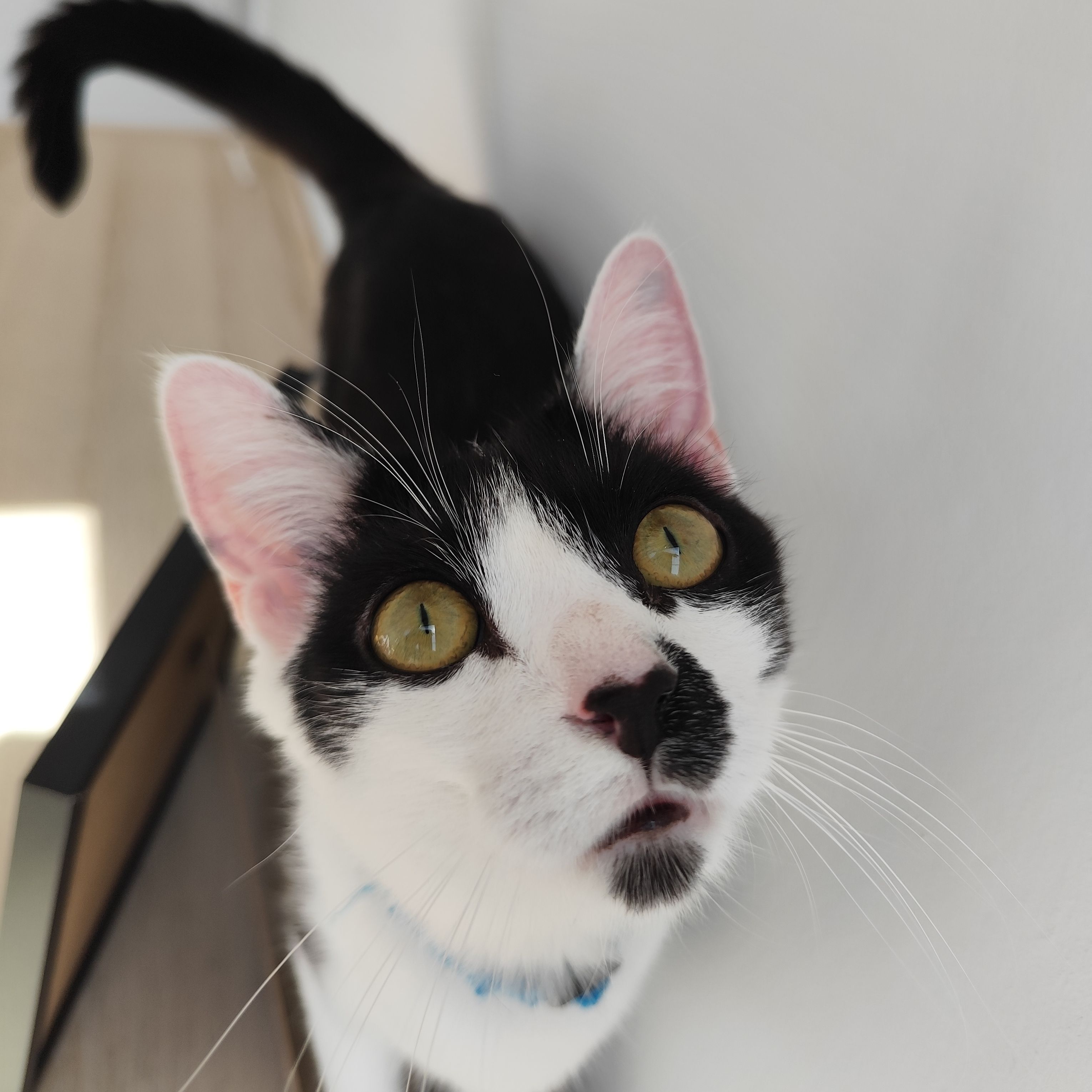 Oli