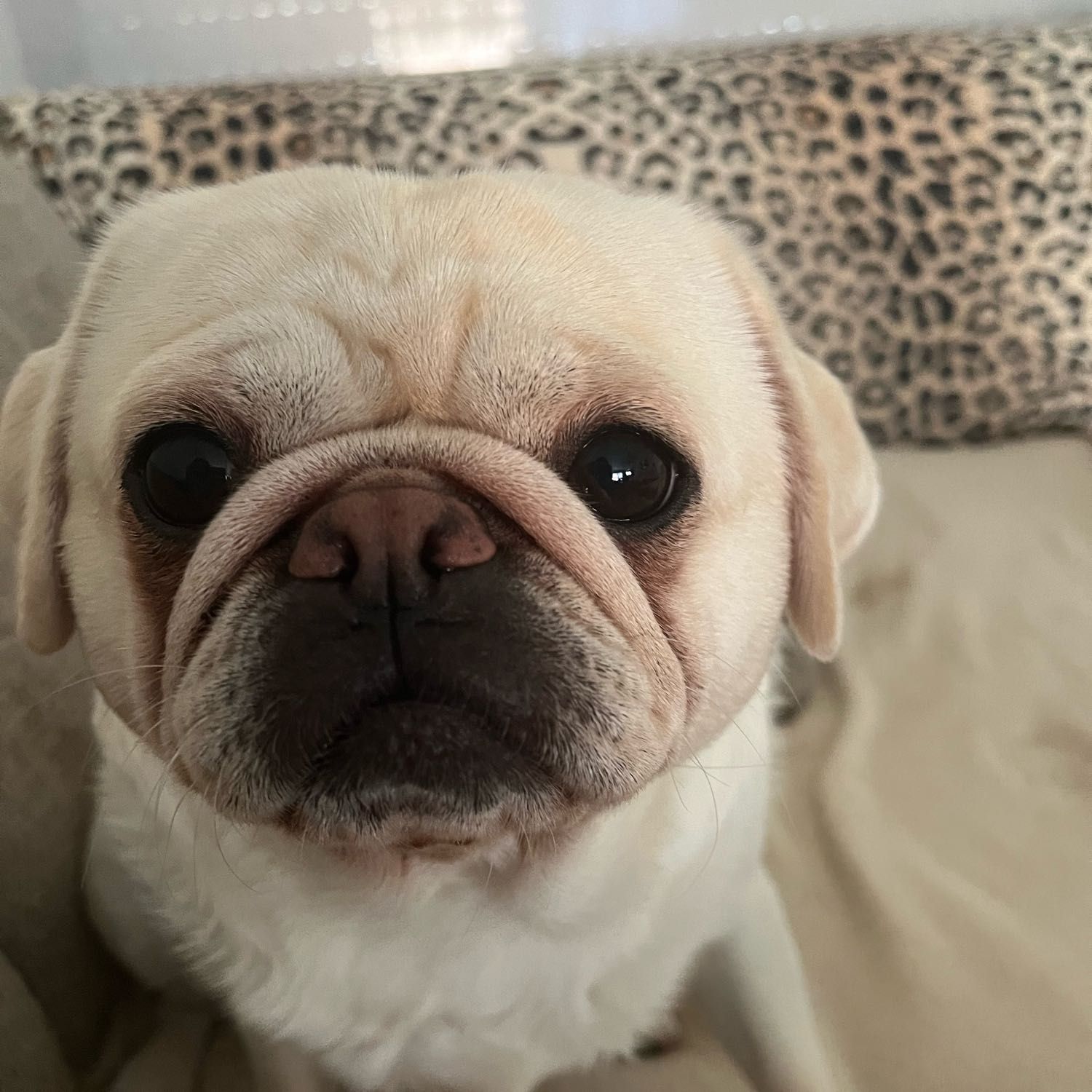 odette