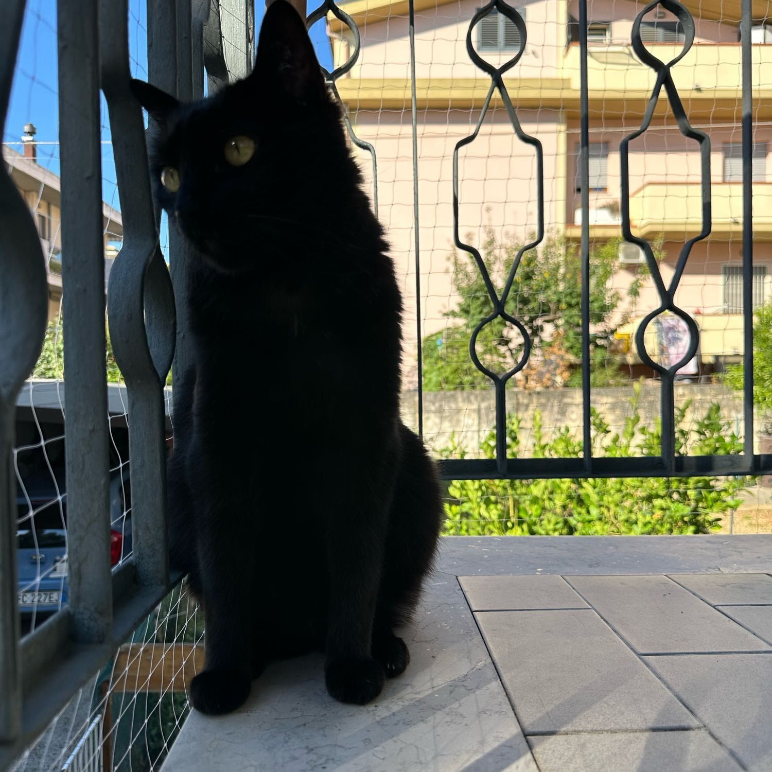 Cosetto