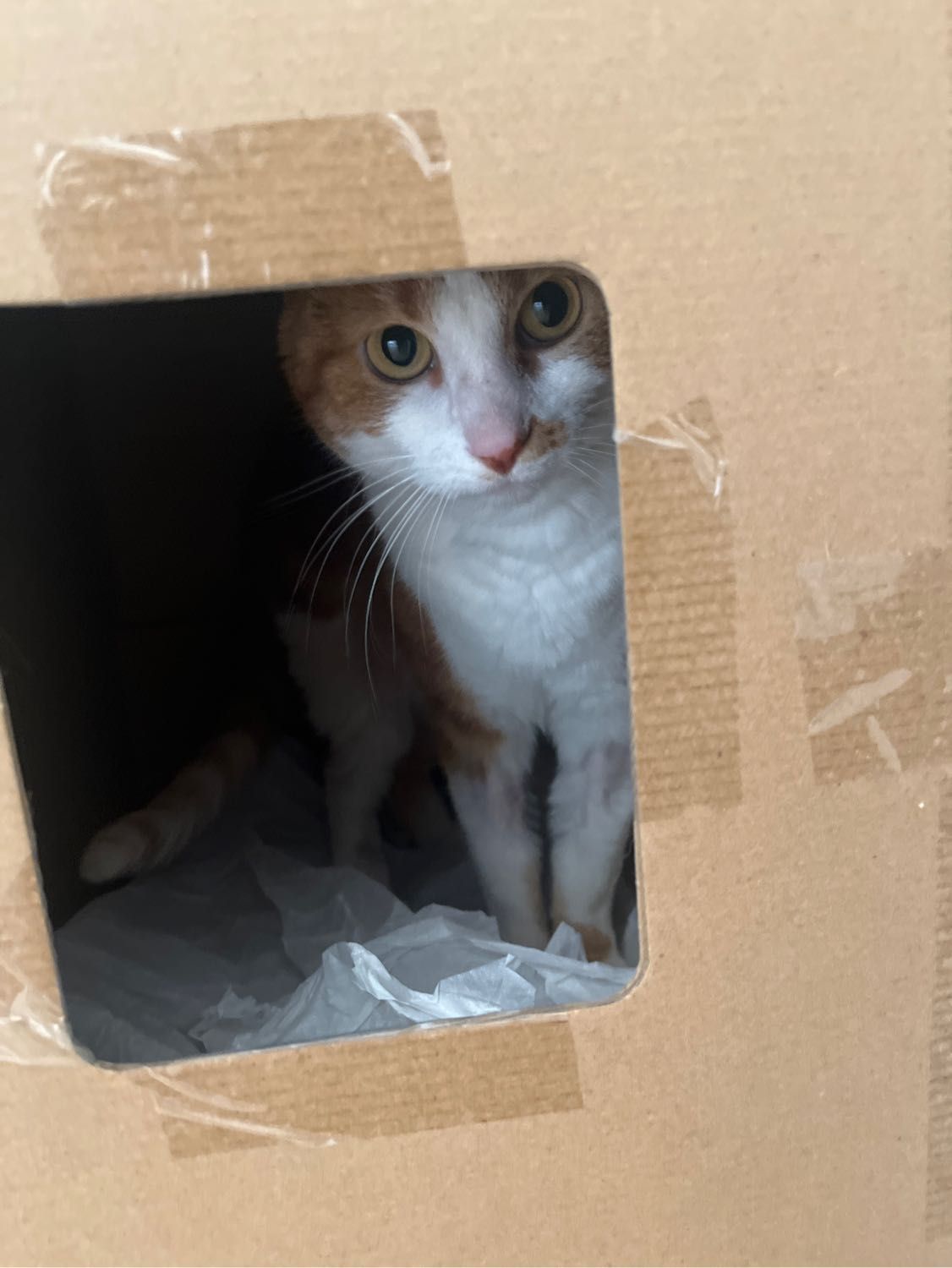 image-6