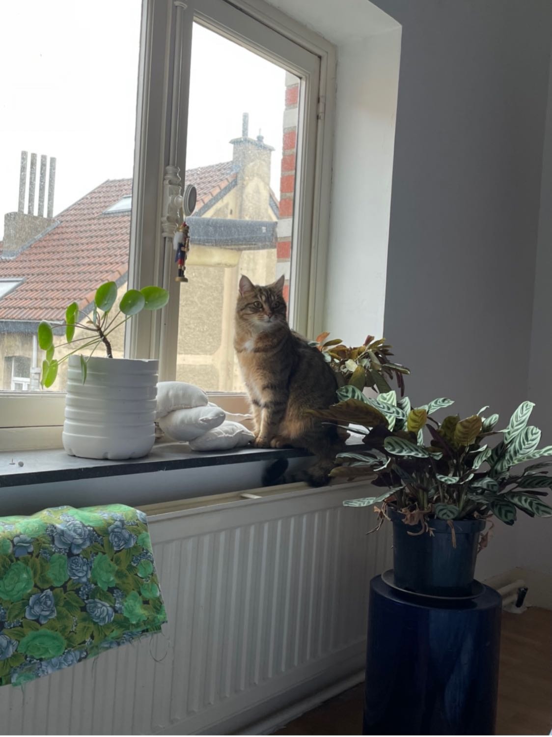 image-6