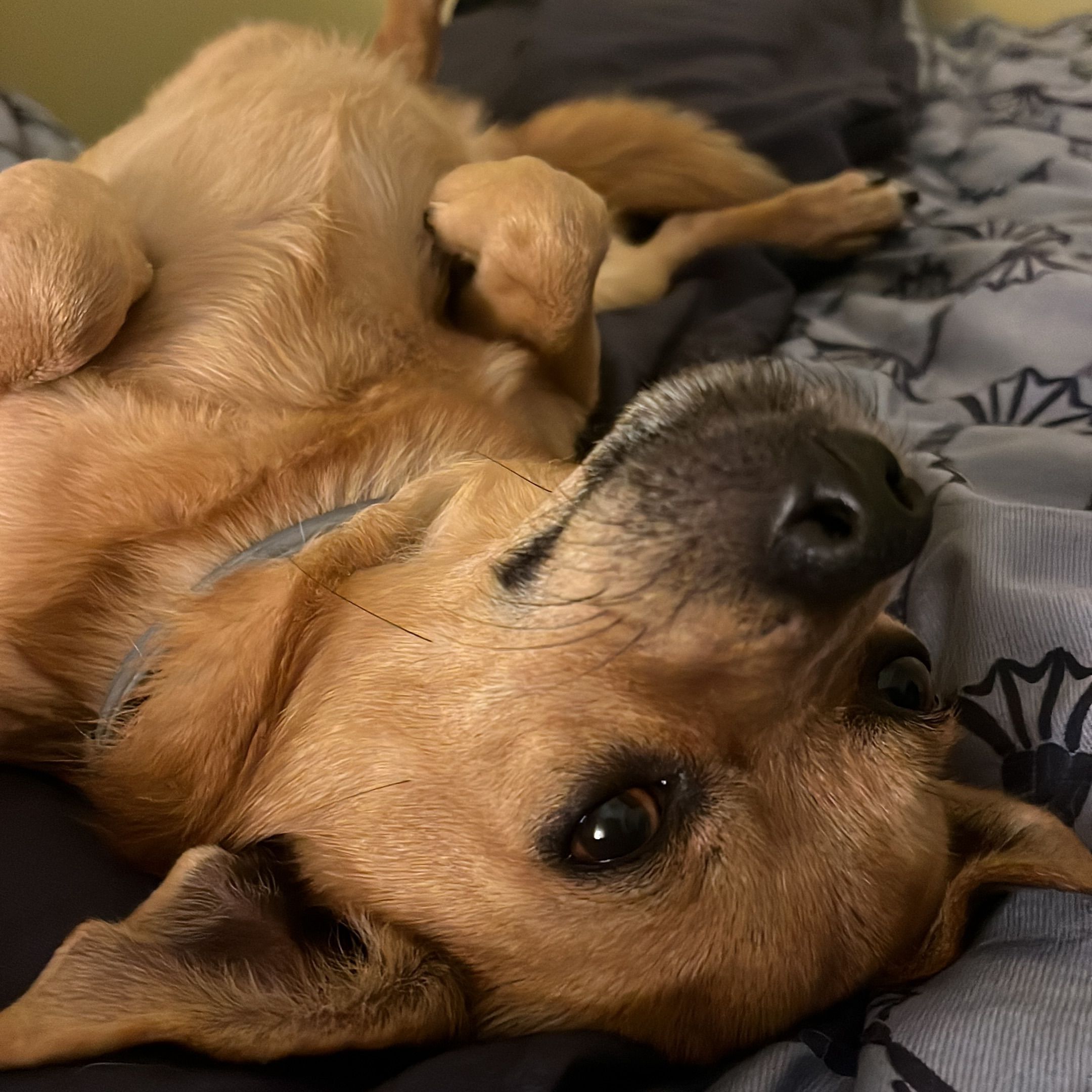 Eddie