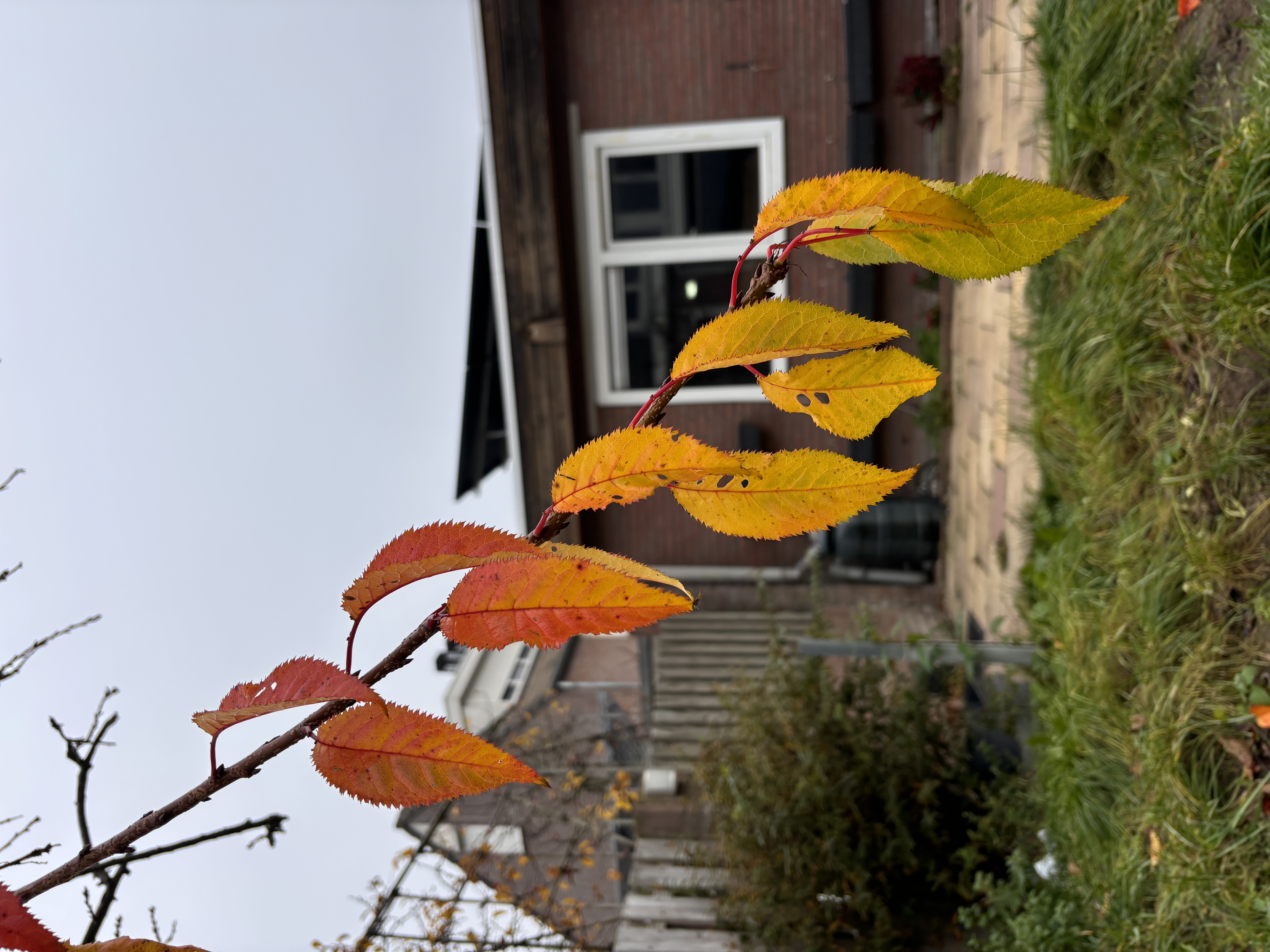 image-5
