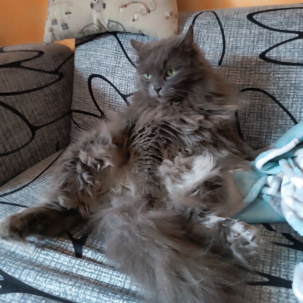 Tango