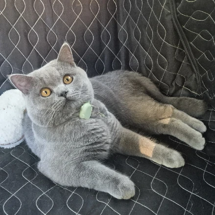 Mochi
