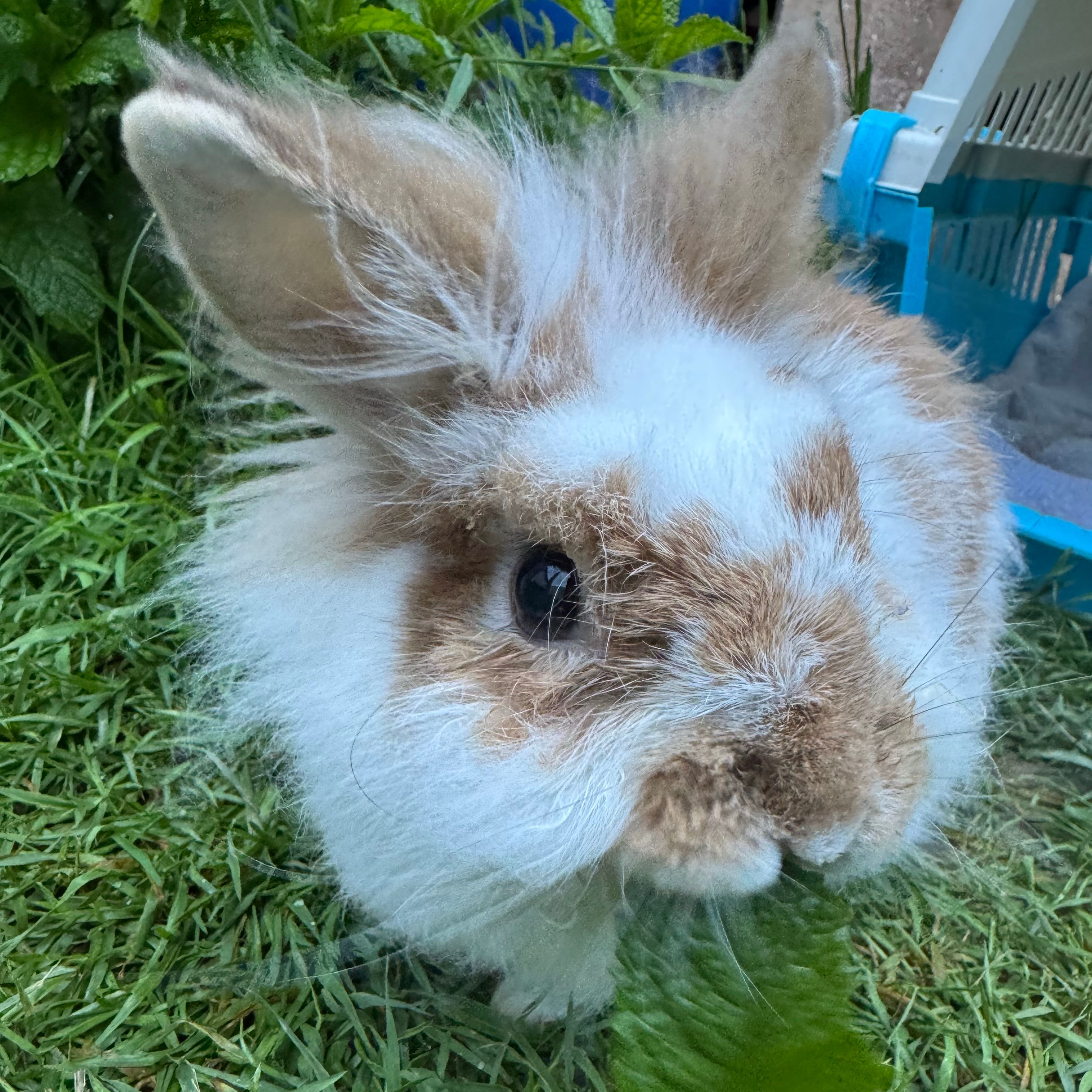 Maya