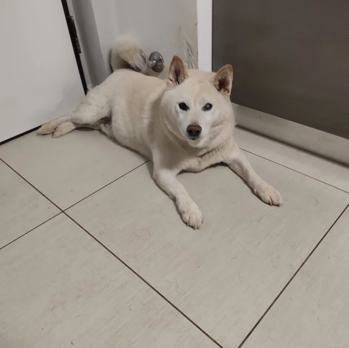 yoshi