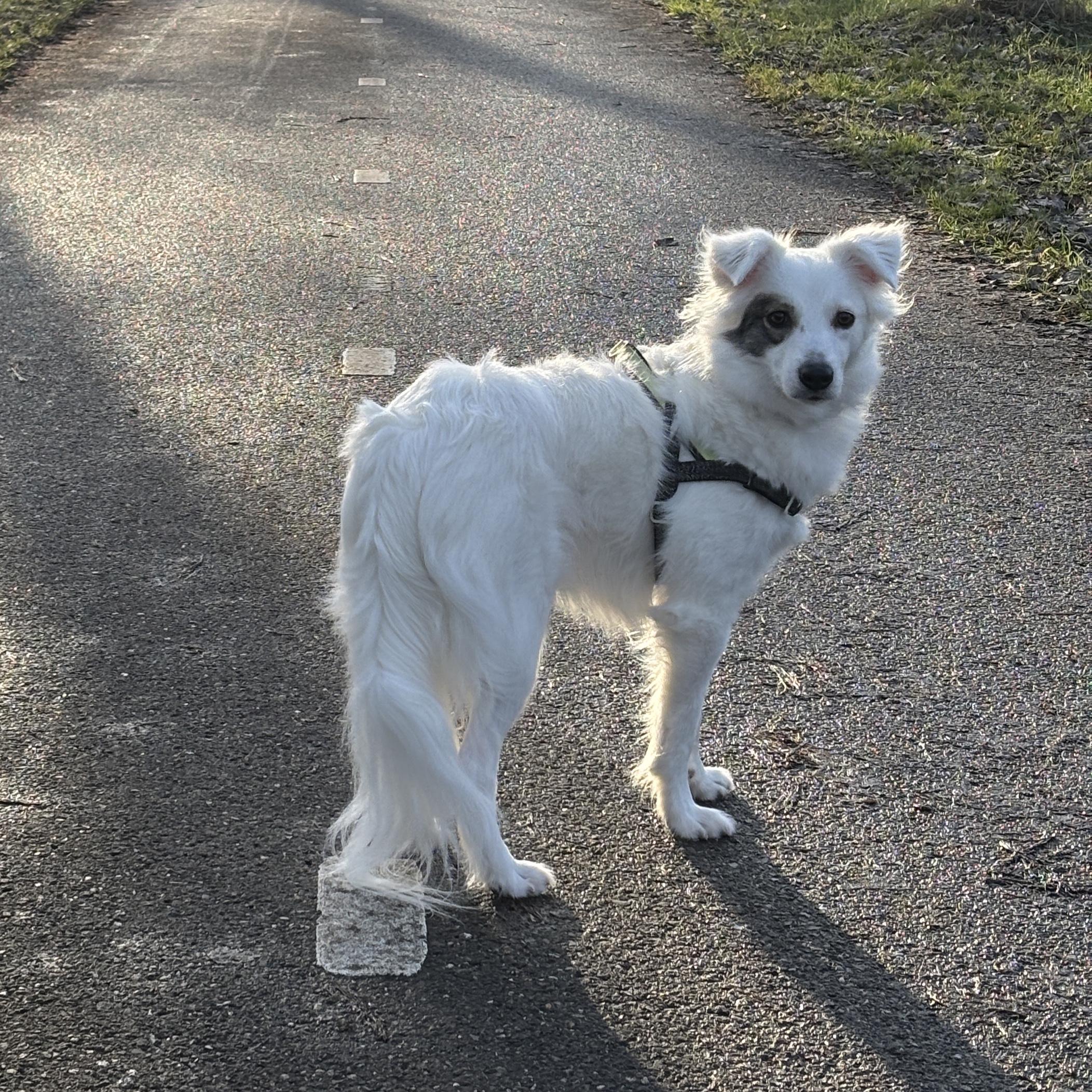 Charlie