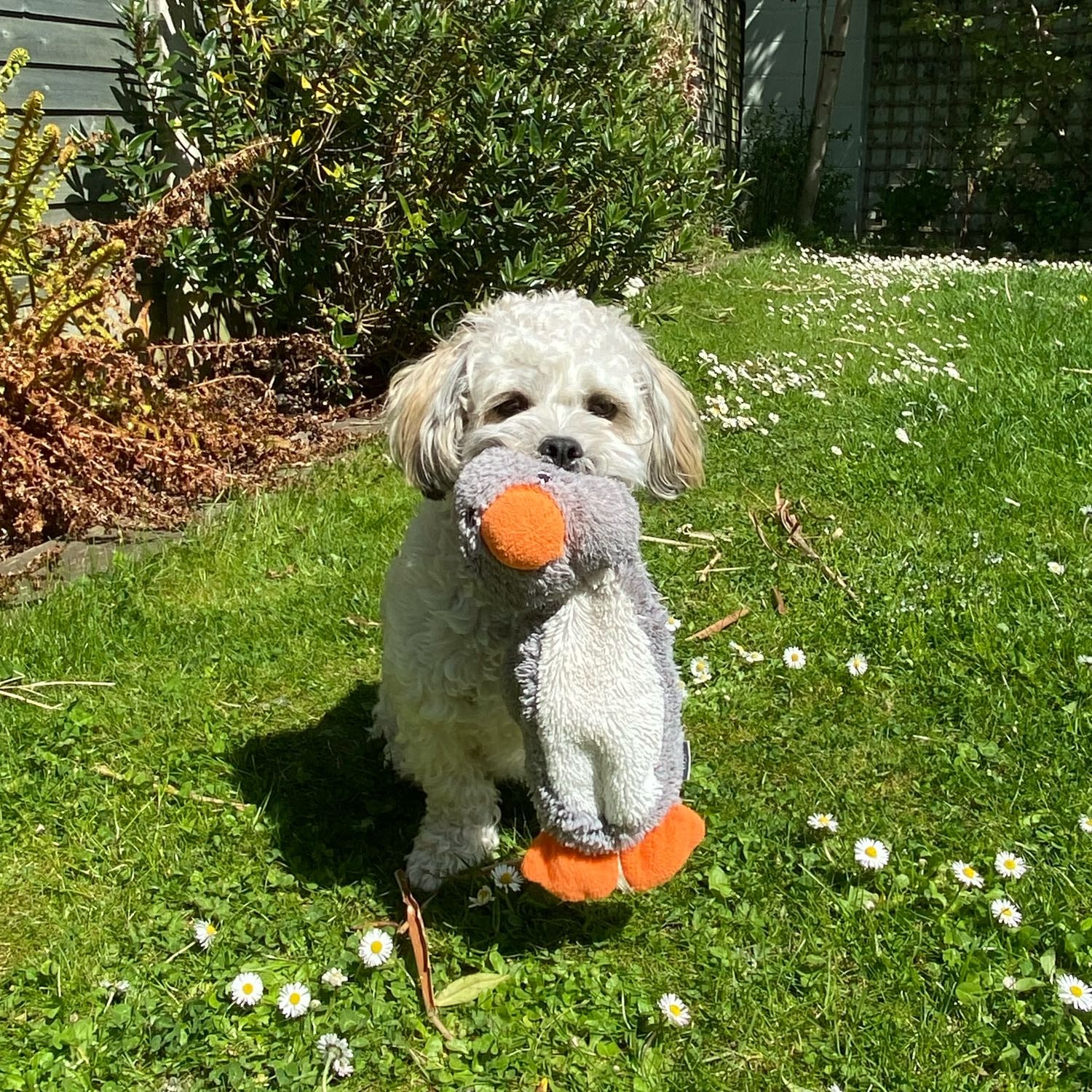 Ted