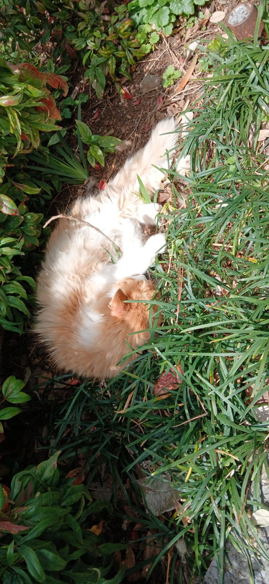 image-7