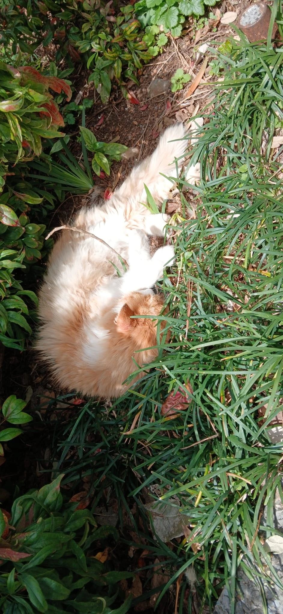 image-7