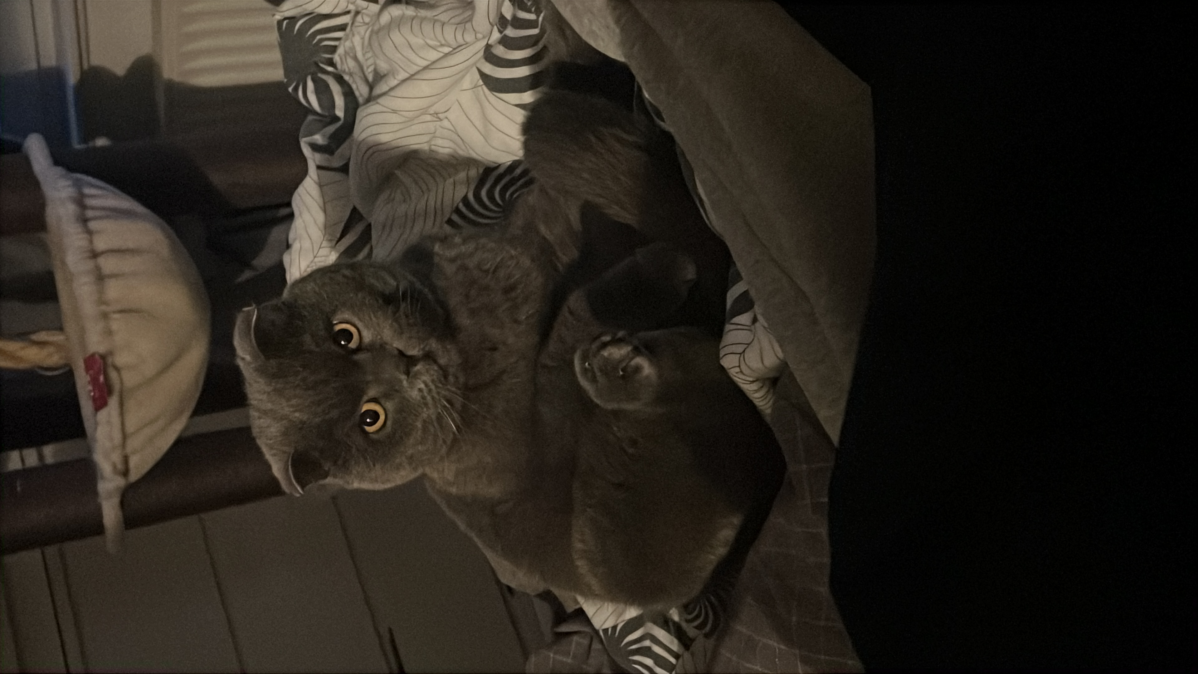 image-7