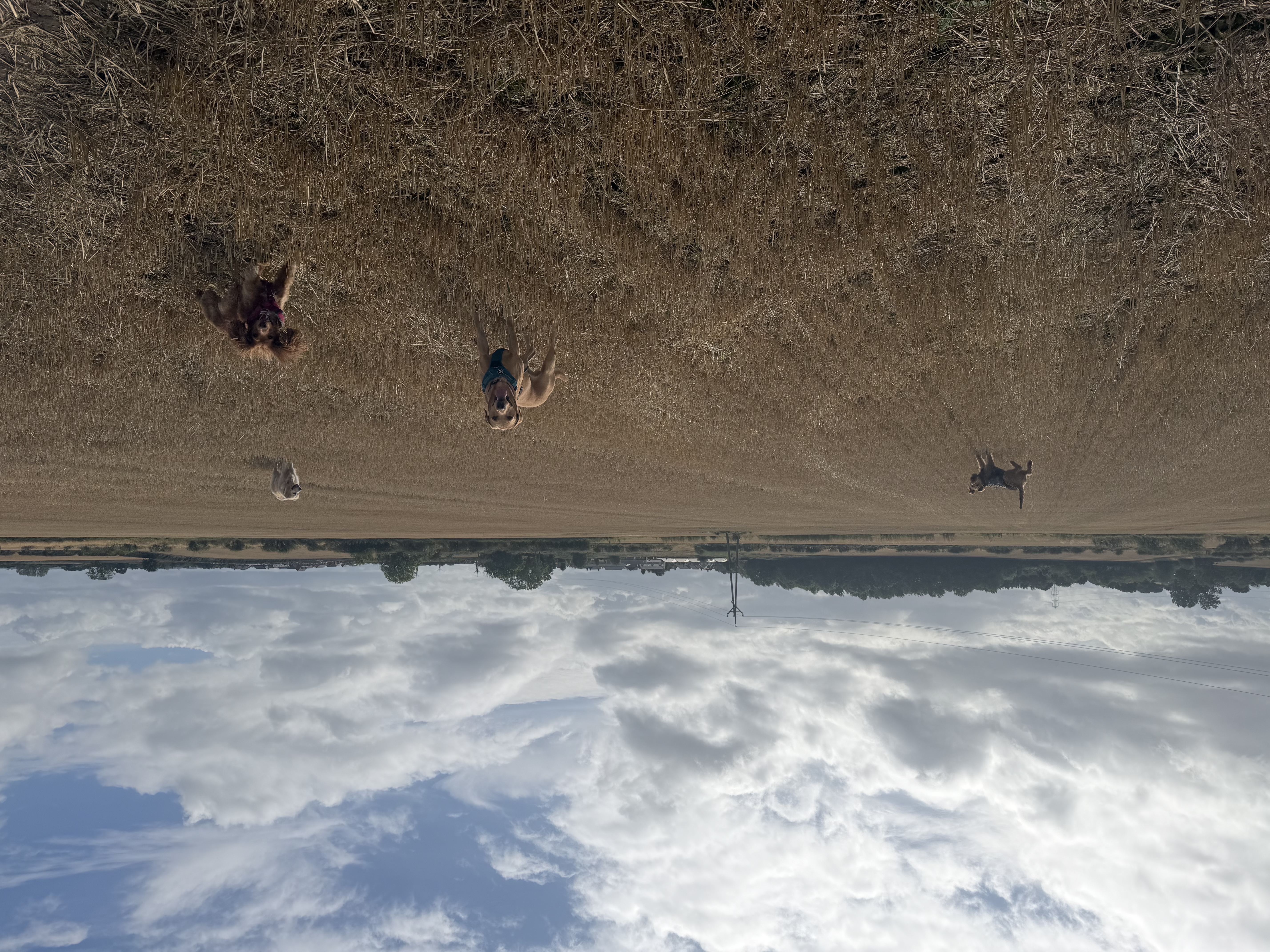 image-15