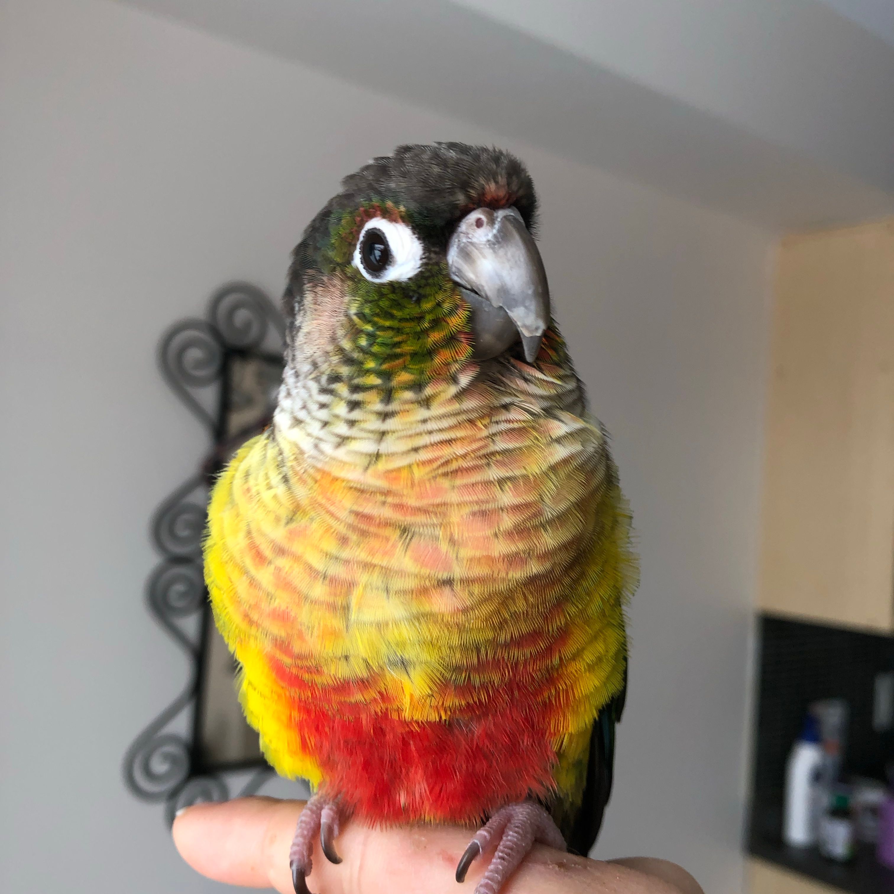 Mango