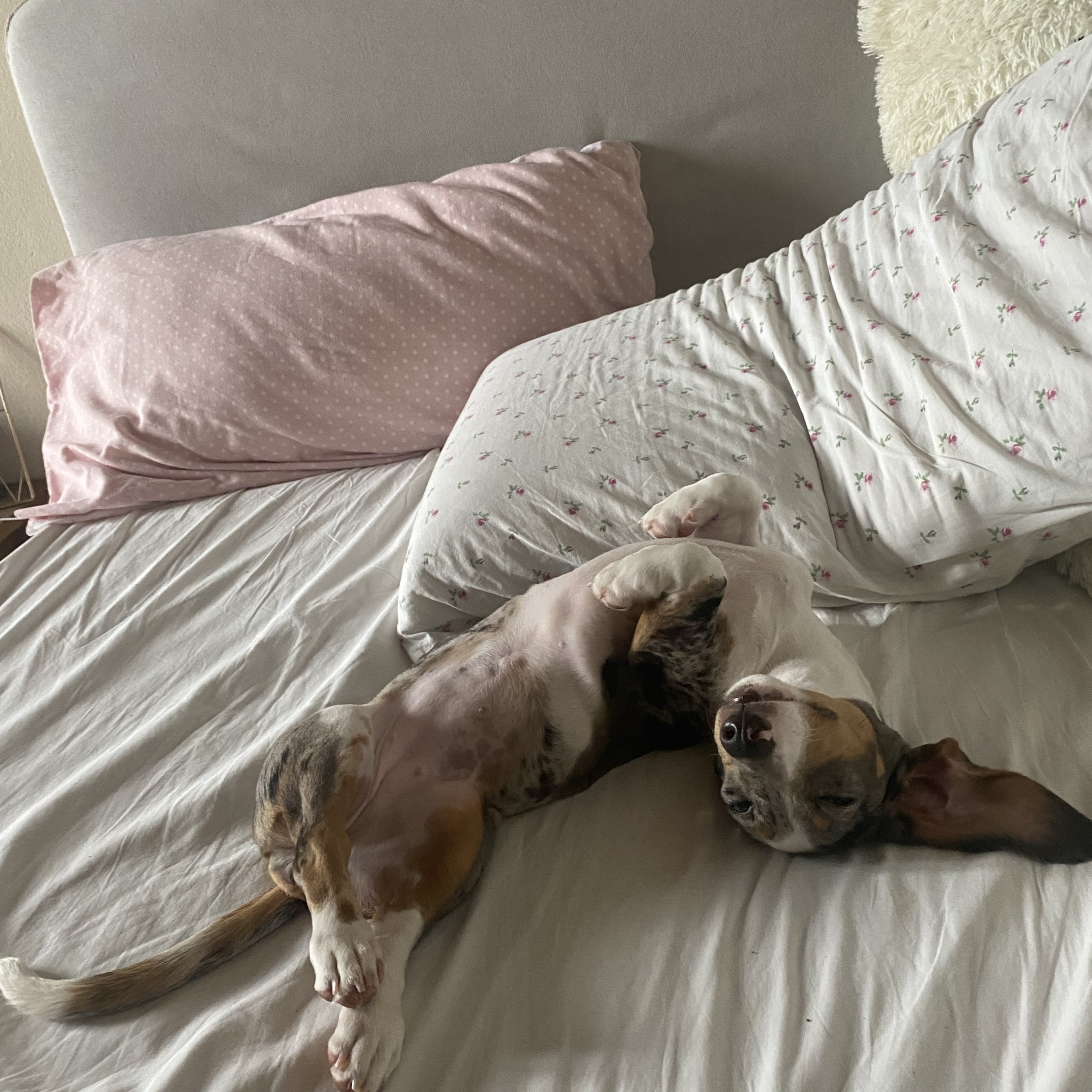 paloma