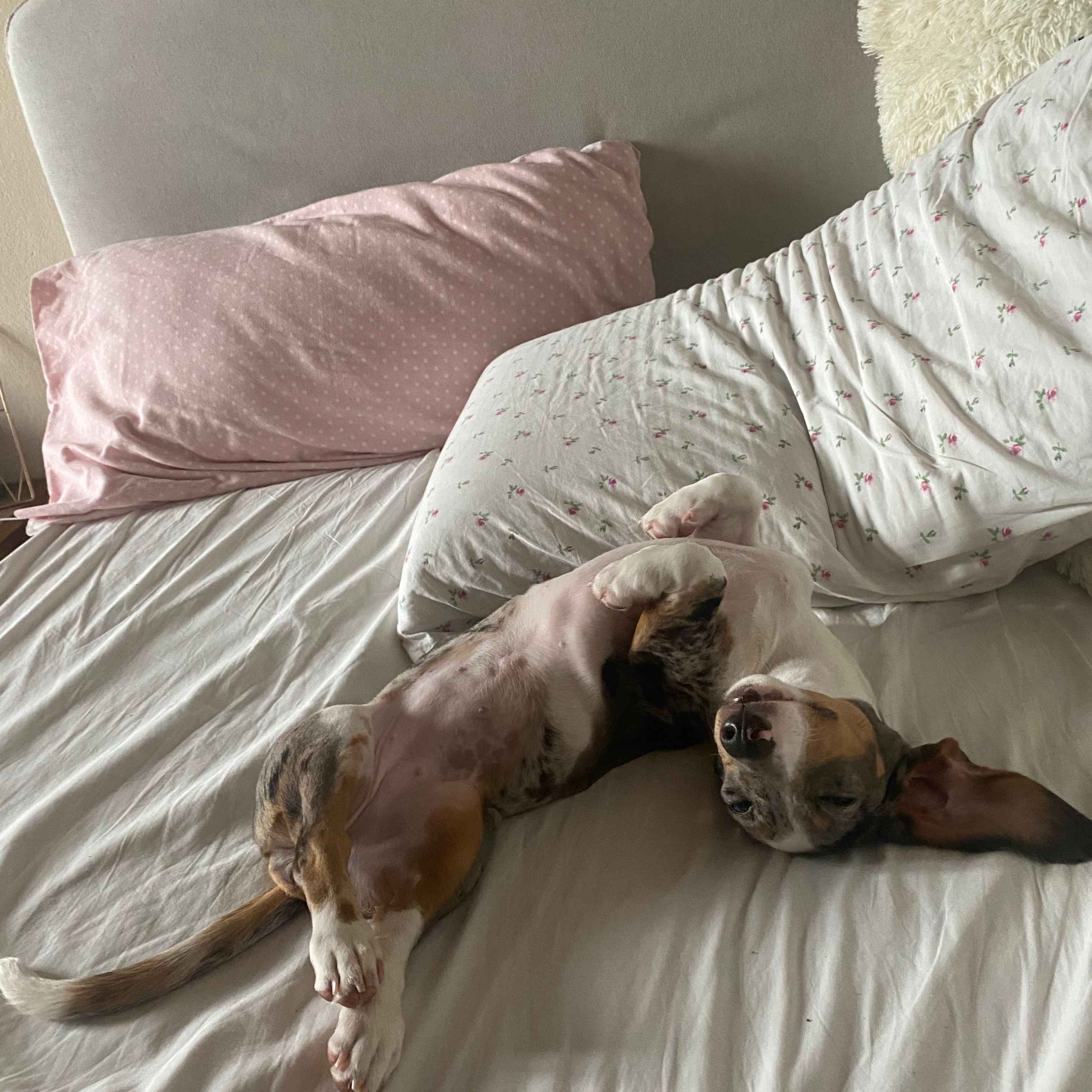 paloma