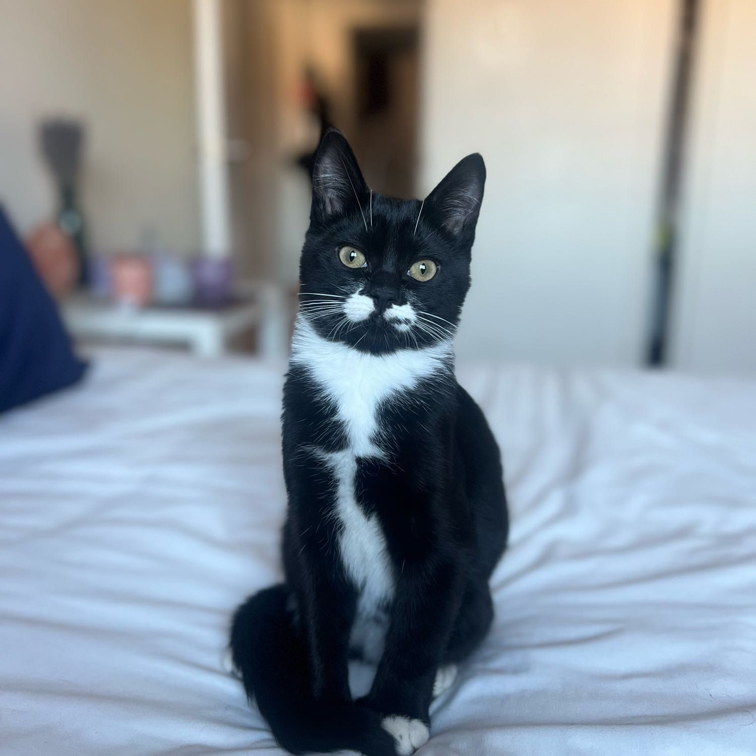 Tuxedo
