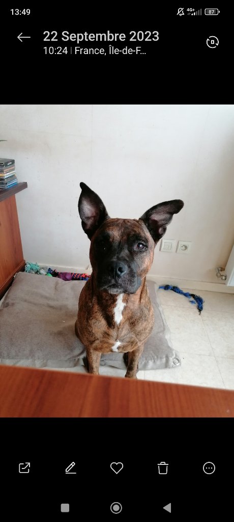 Maya