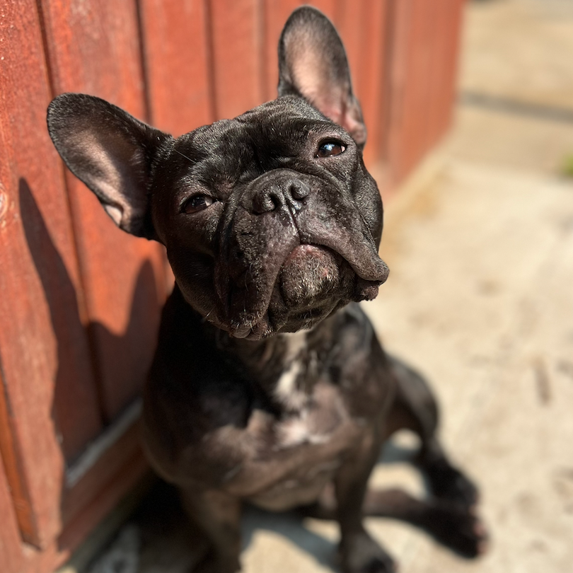 Stella
