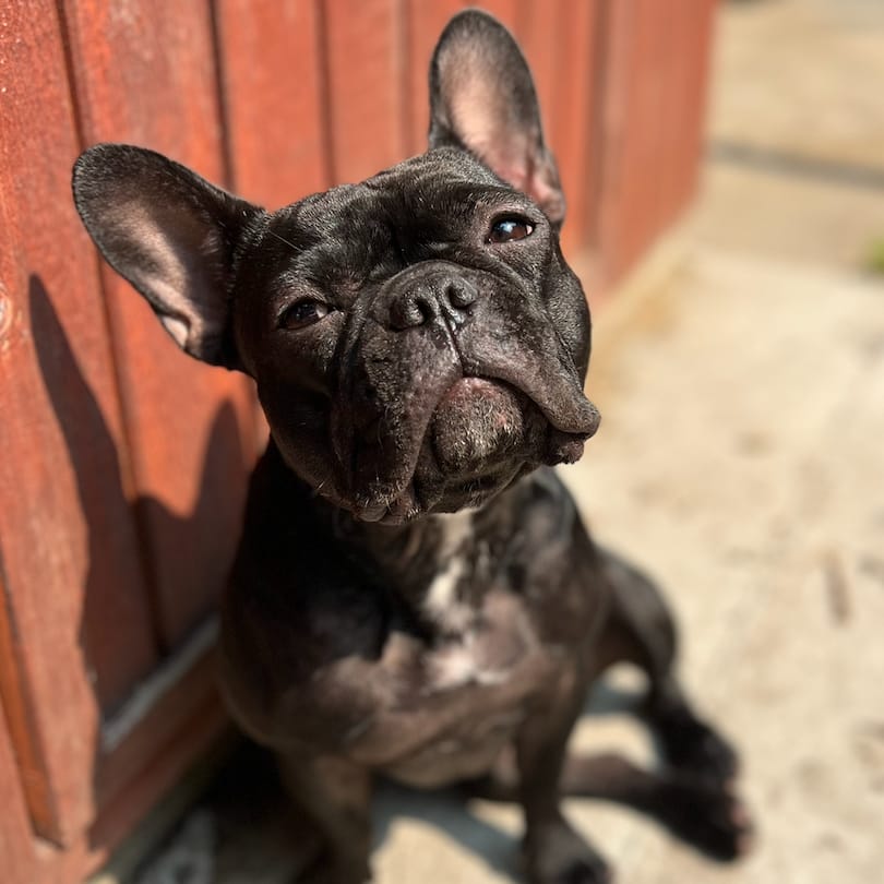 Stella