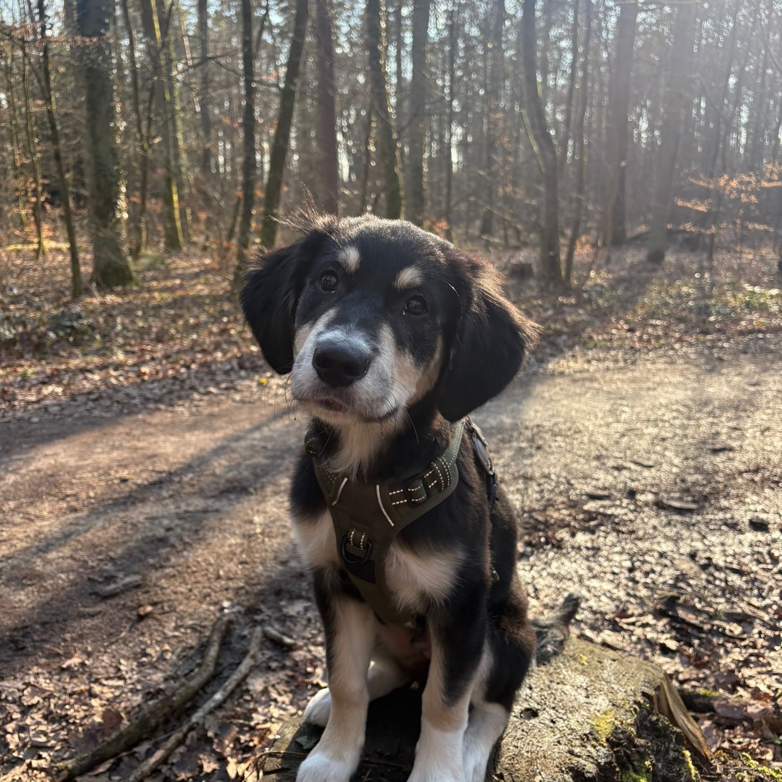 Echo