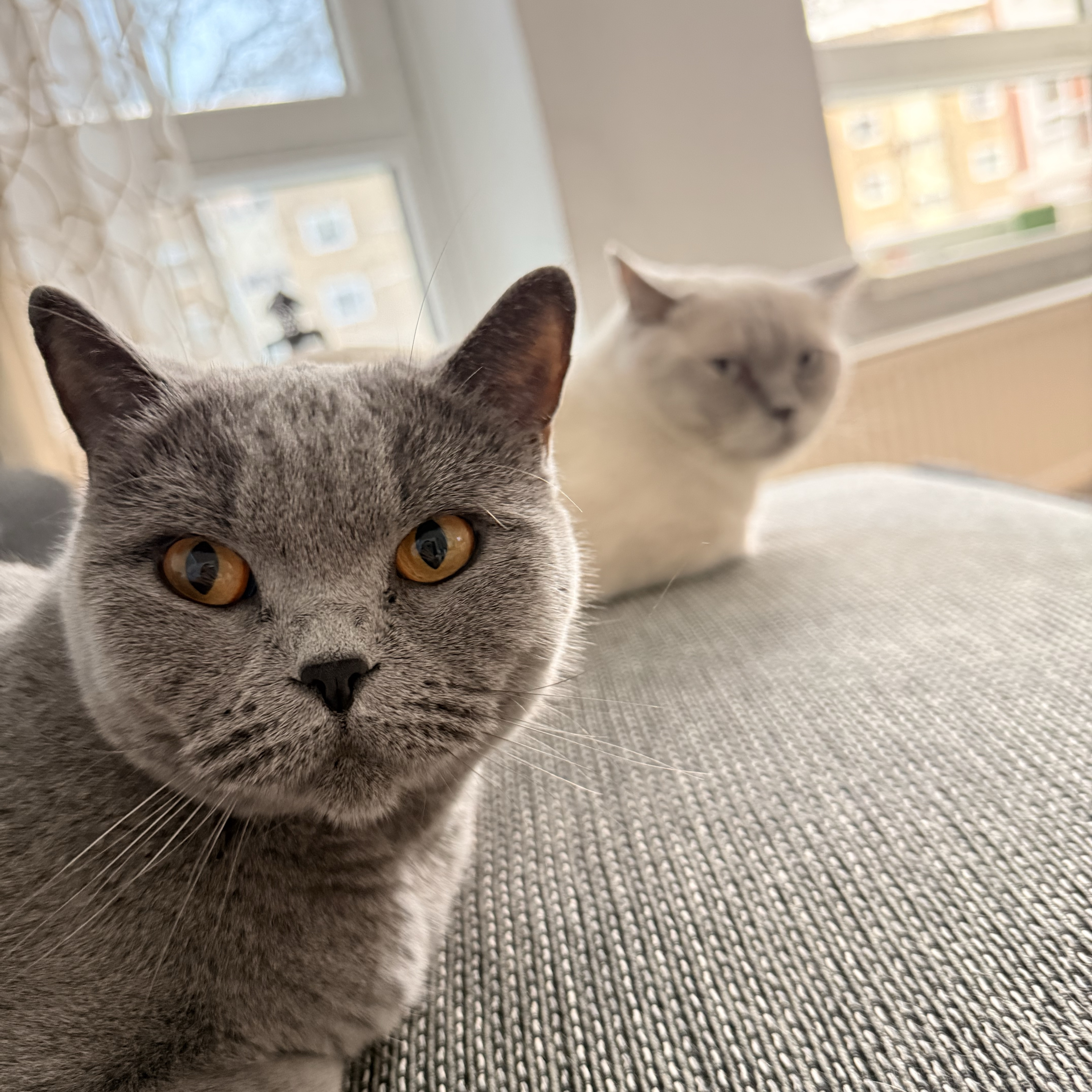 Loe und Nabat