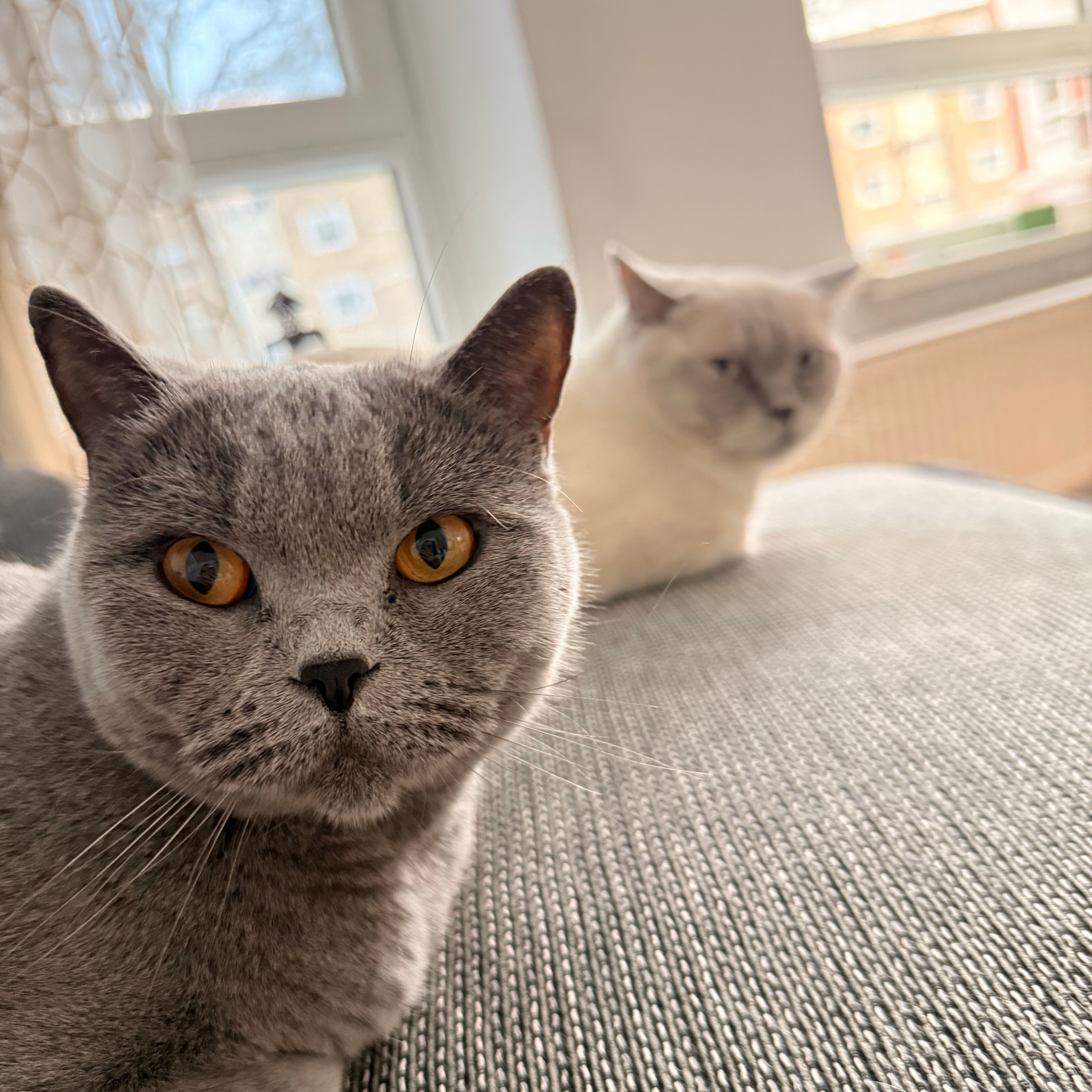 Loe und Nabat