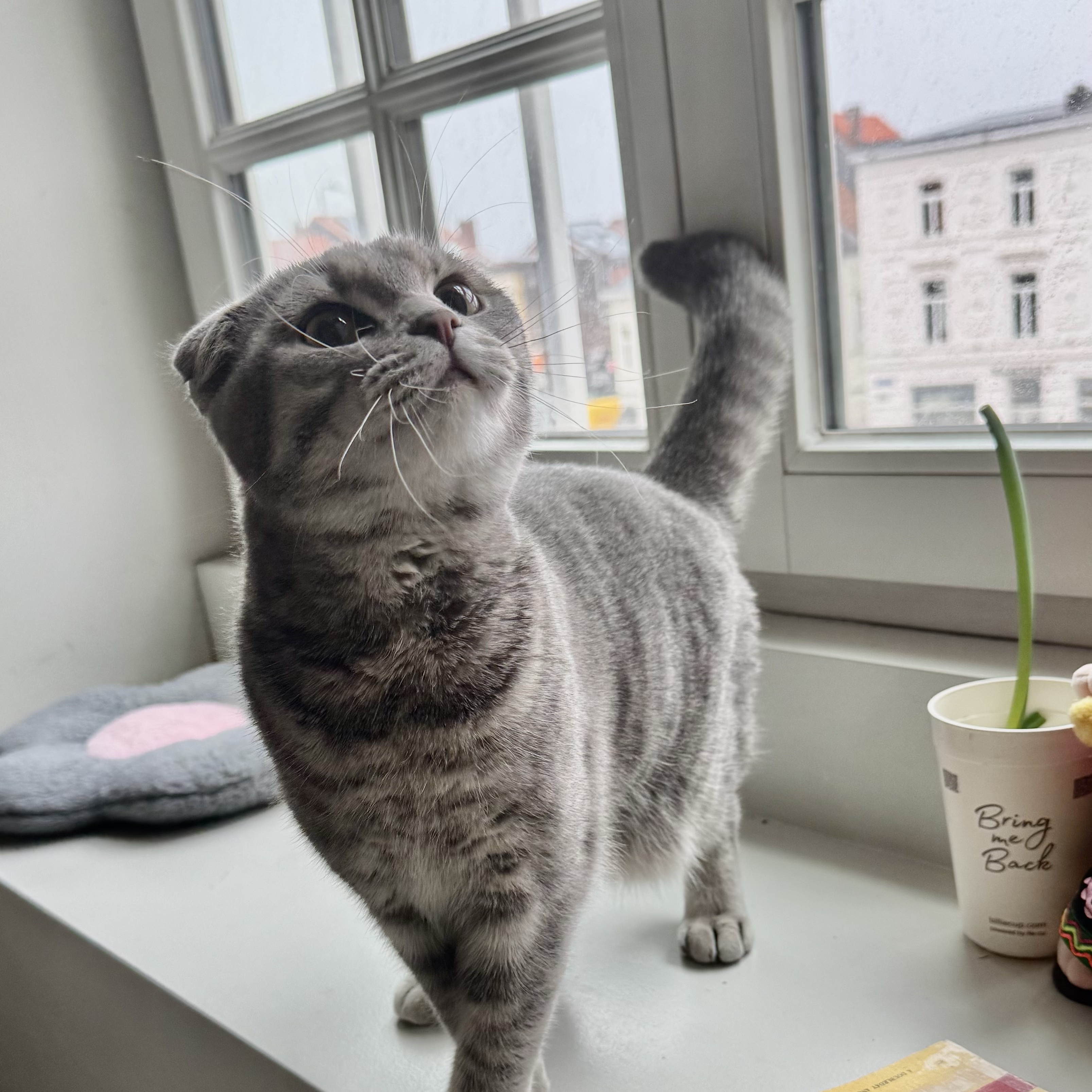 Lulu