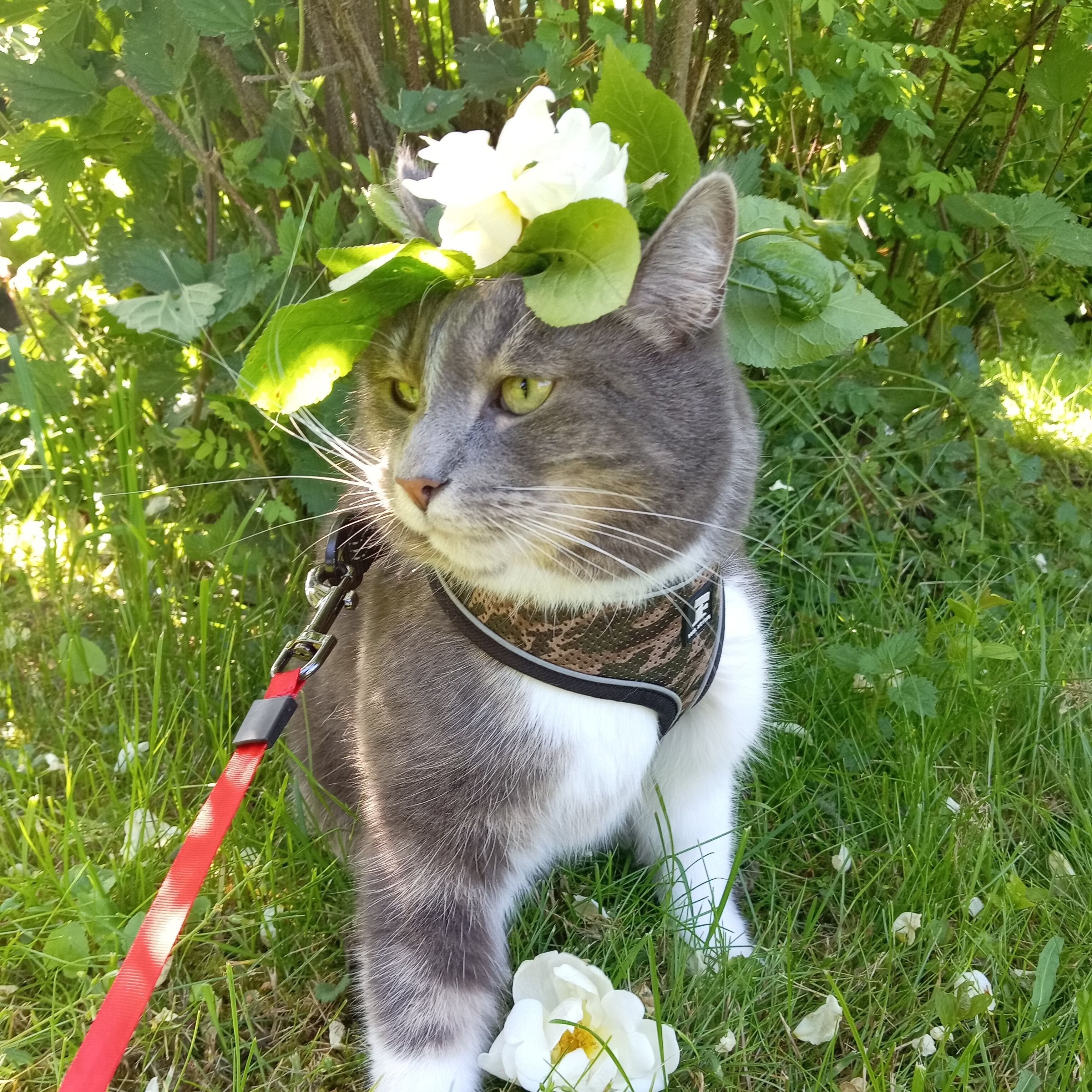 Hugo