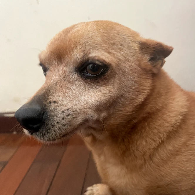 Tinininho
