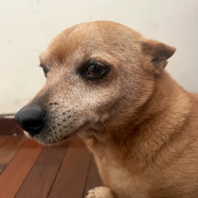 Tinininho