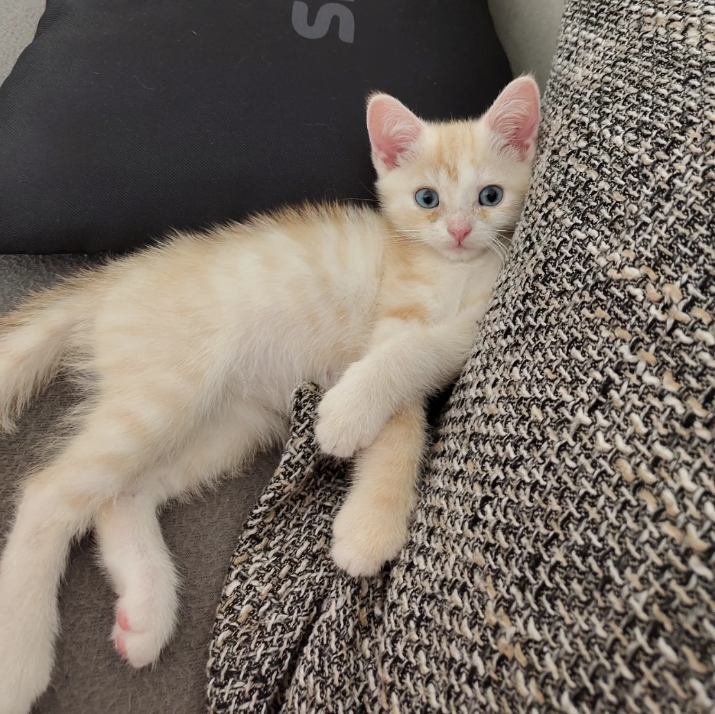 Nemo