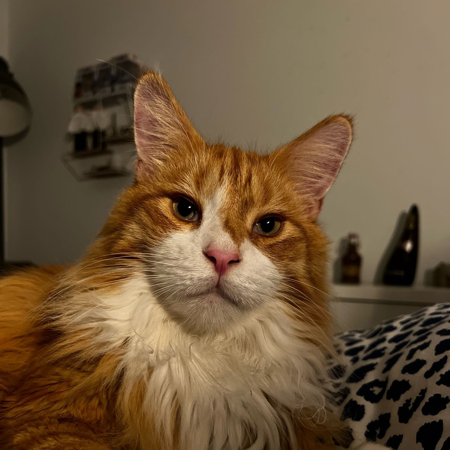 Simba 